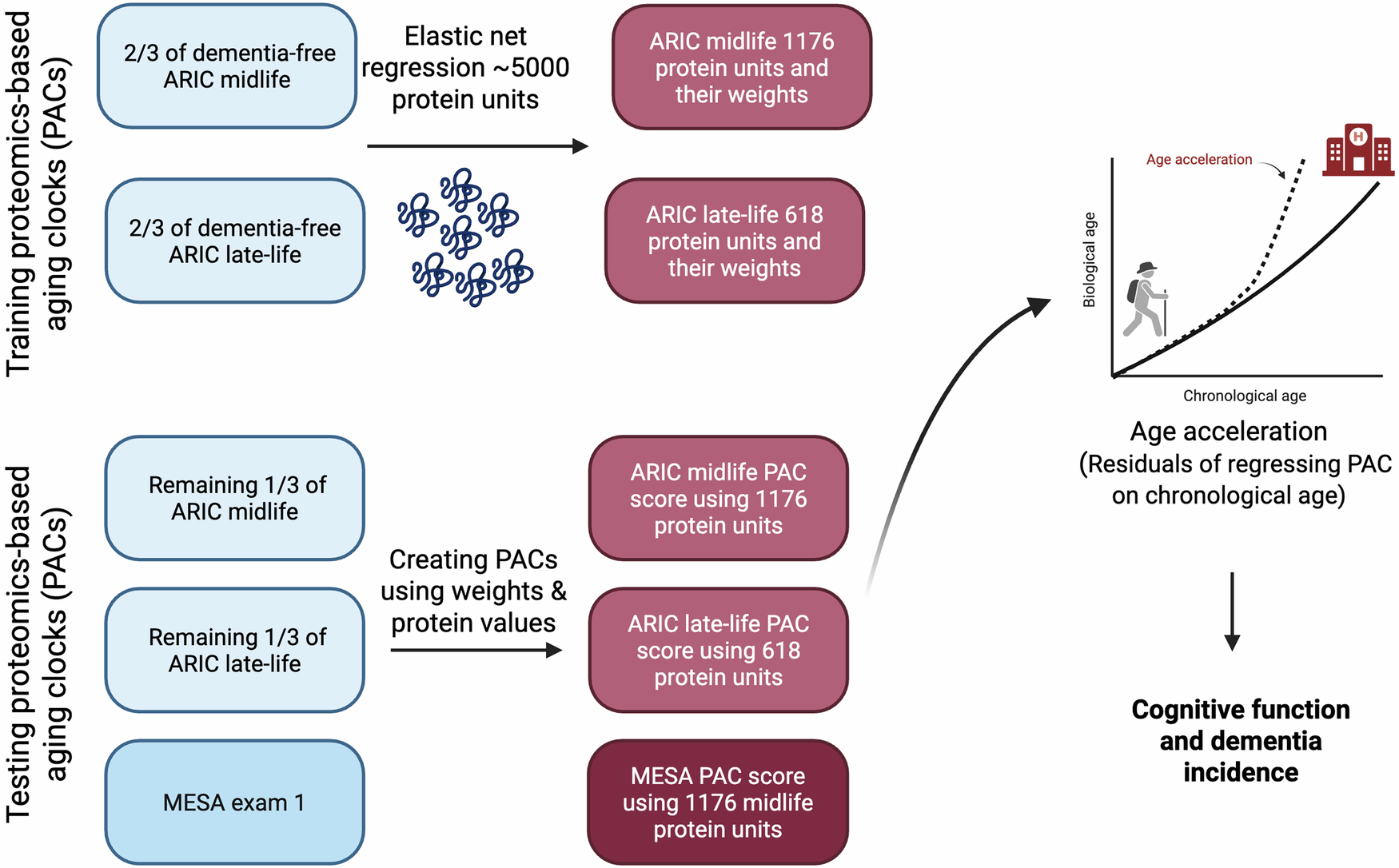 Proteomics-based aging clocks in midlife or late-life and their associated  risk of dementia | Communications Medicine