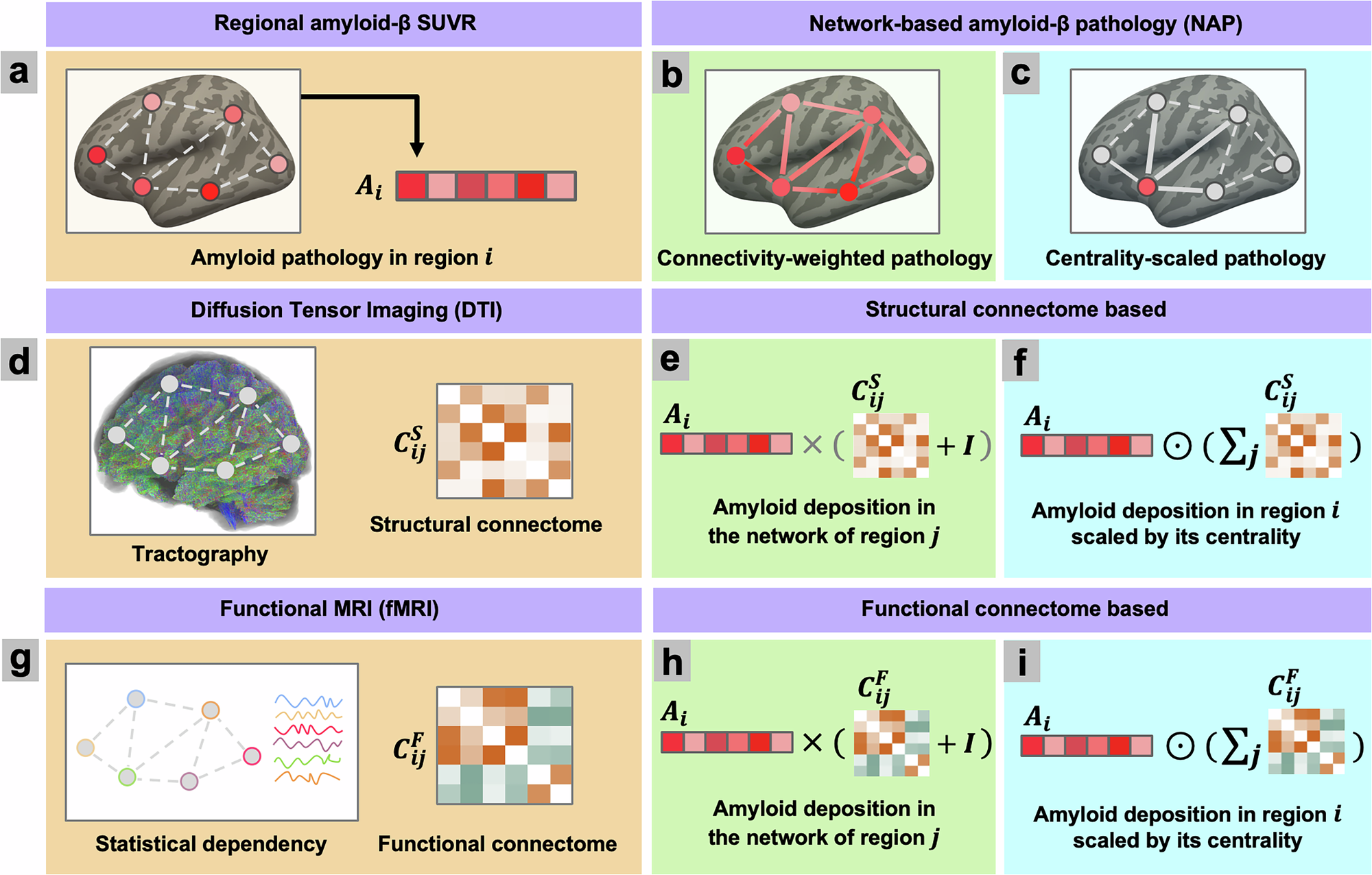 Fig. 1: Regional amyloid-β standardized uptake value ratio (SUVR) and network-based amyloid-β pathology (NAP).
