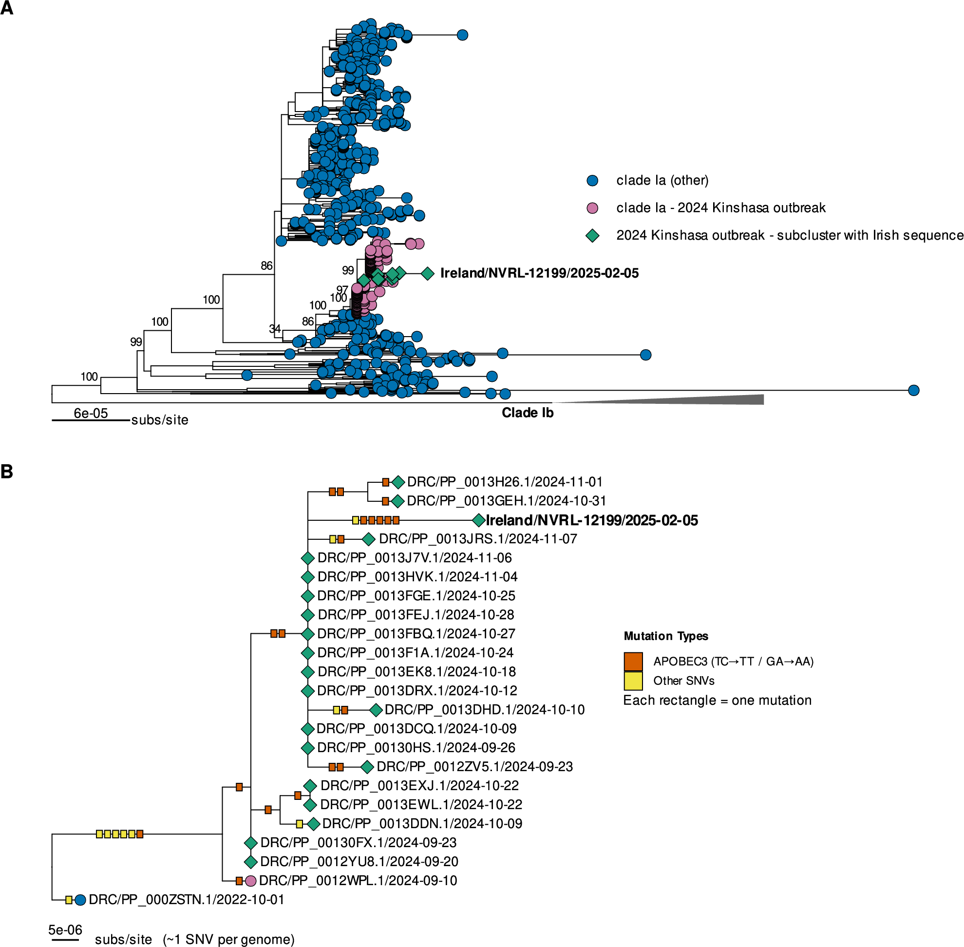 Fig. 3: Phylogenetic tree and APOBEC3 mutational profile of the Irish MPXV clade Ia genome imported from the Democratic Republic of the Congo.