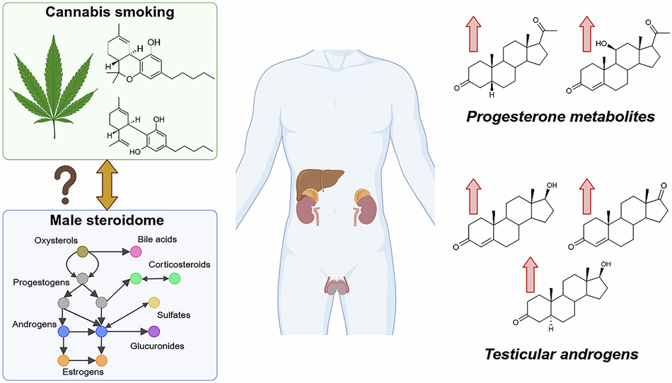 Cannabis consumption is associated with altered steroid metabolism in young  men