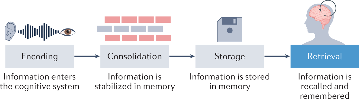 memory encoding storage retrieval