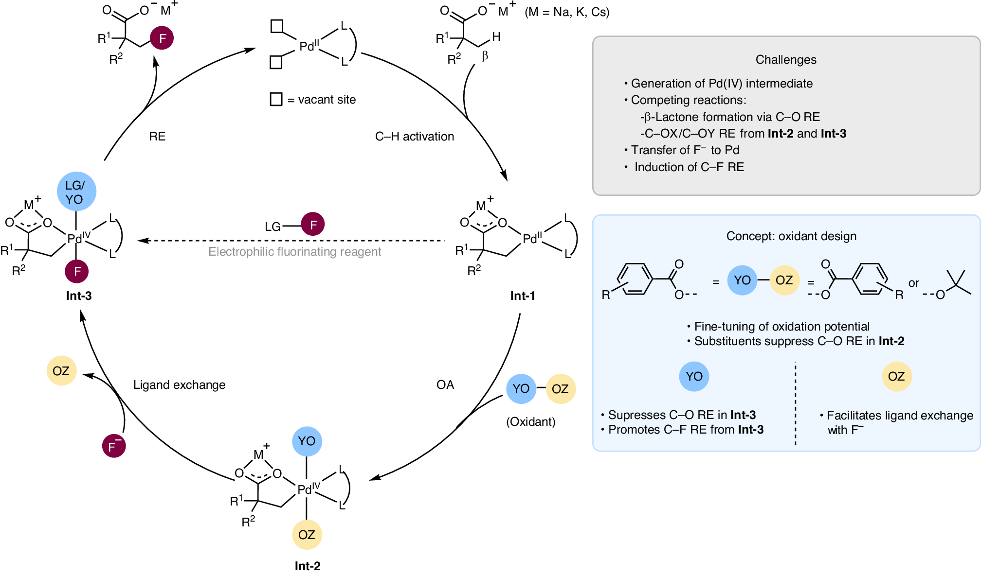 Fig. 1: Proposed catalytic cycle for the β-C(sp3)–H fluorination of free carboxylic acids.
