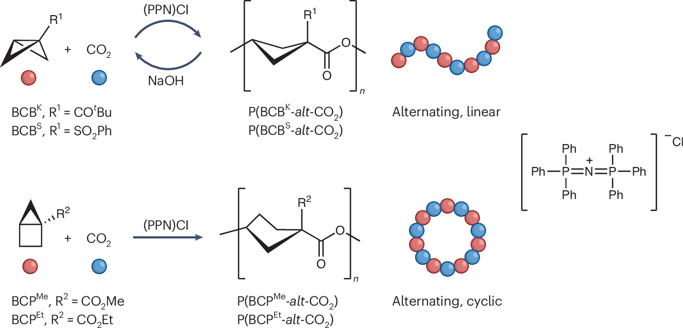 Research Highlight Published: 27 August 2026 Polymer synthesis Combining CO 2 and bicycloalkanes for polyester production