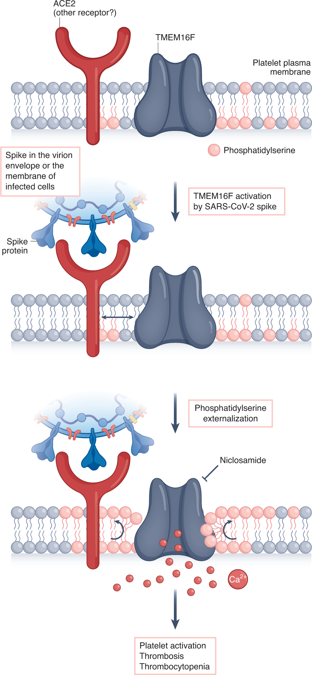 Fig. 4: Potential mechanism for the activation of platelets by the SARS-CoV-2 spike protein.