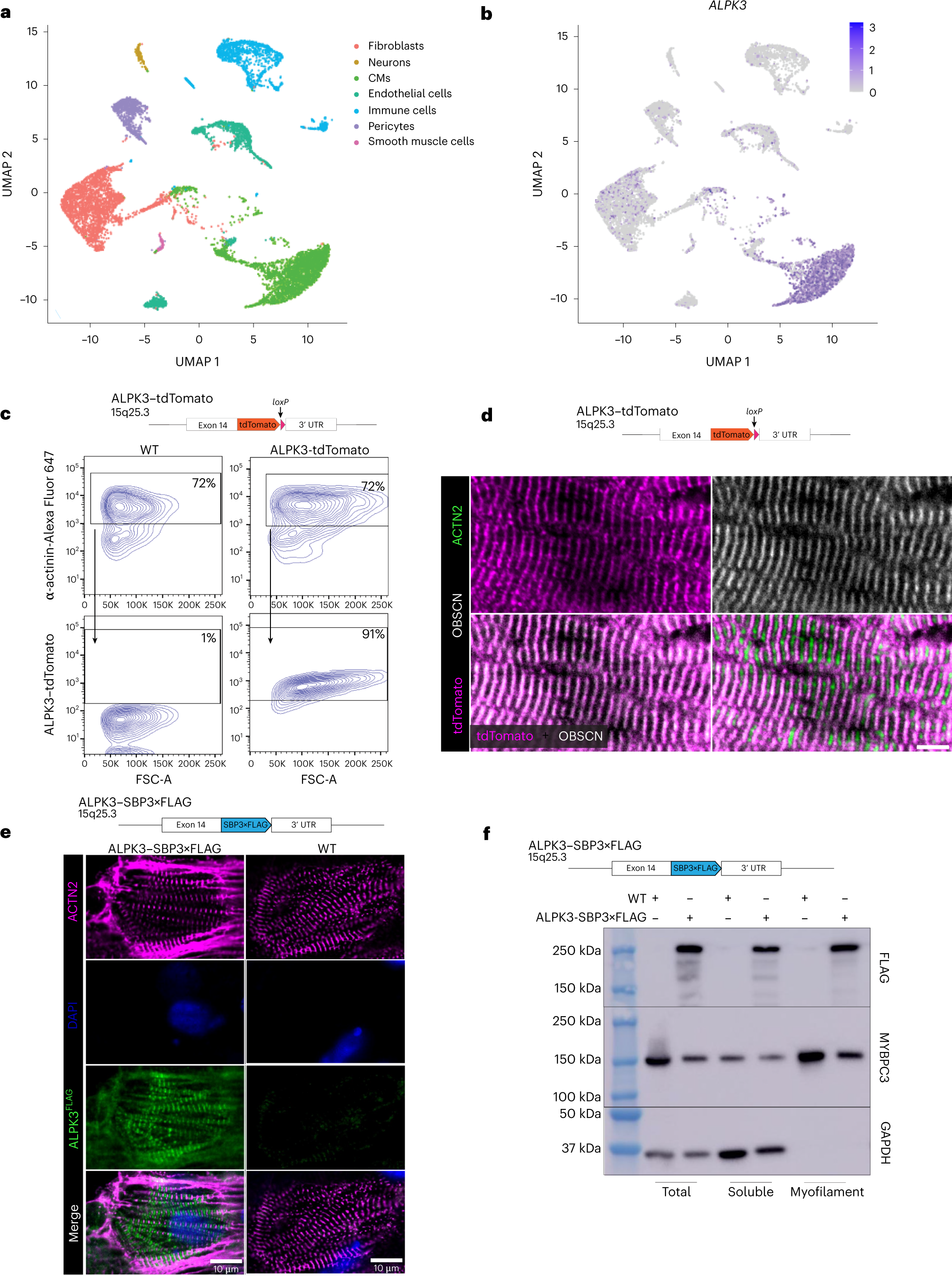 Fig. 1: ALPK3 is a myogenic kinase localized to the M-band of the sarcomere.
