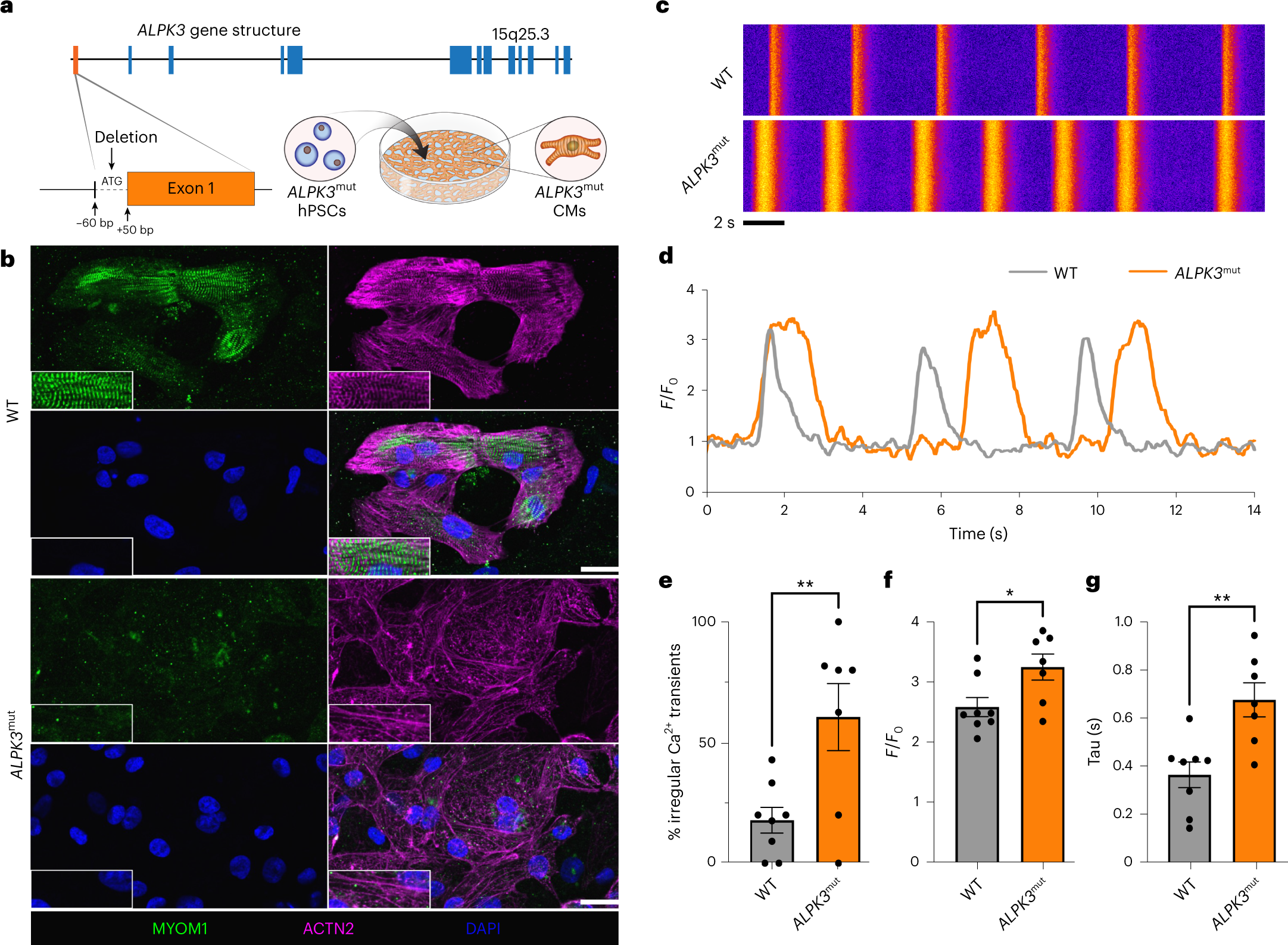 Fig. 2: ALPK3 is required for sarcomere organization and calcium handling.