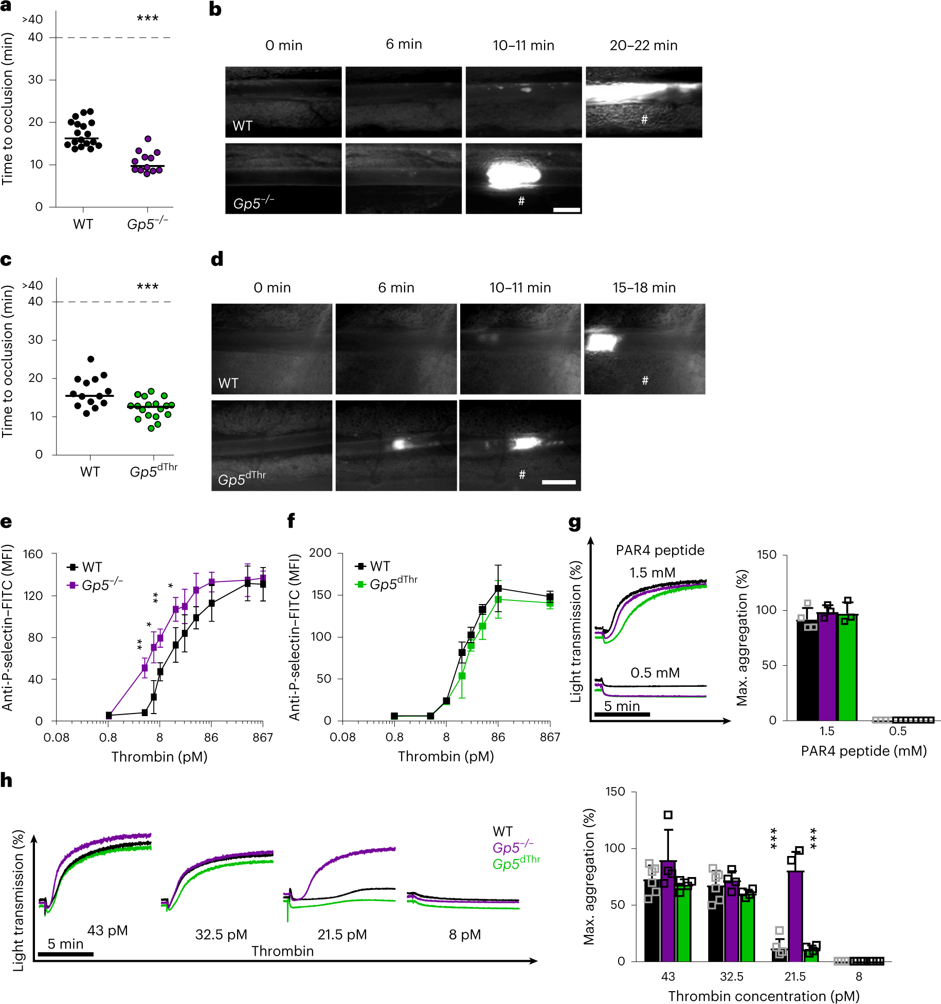 Platelet glycoprotein V spatio-temporally controls fibrin formation |  Nature Cardiovascular Research