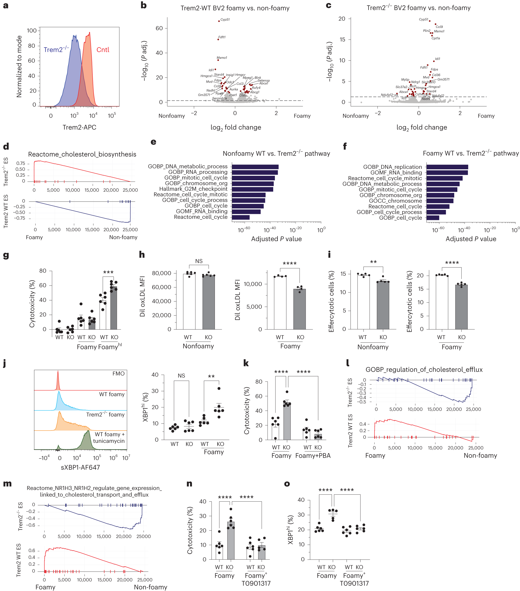 Fig. 8: Trem2-deficient foamy macrophages are susceptible to cell death and enhanced ER stress response through dysfunctional LXR signaling.