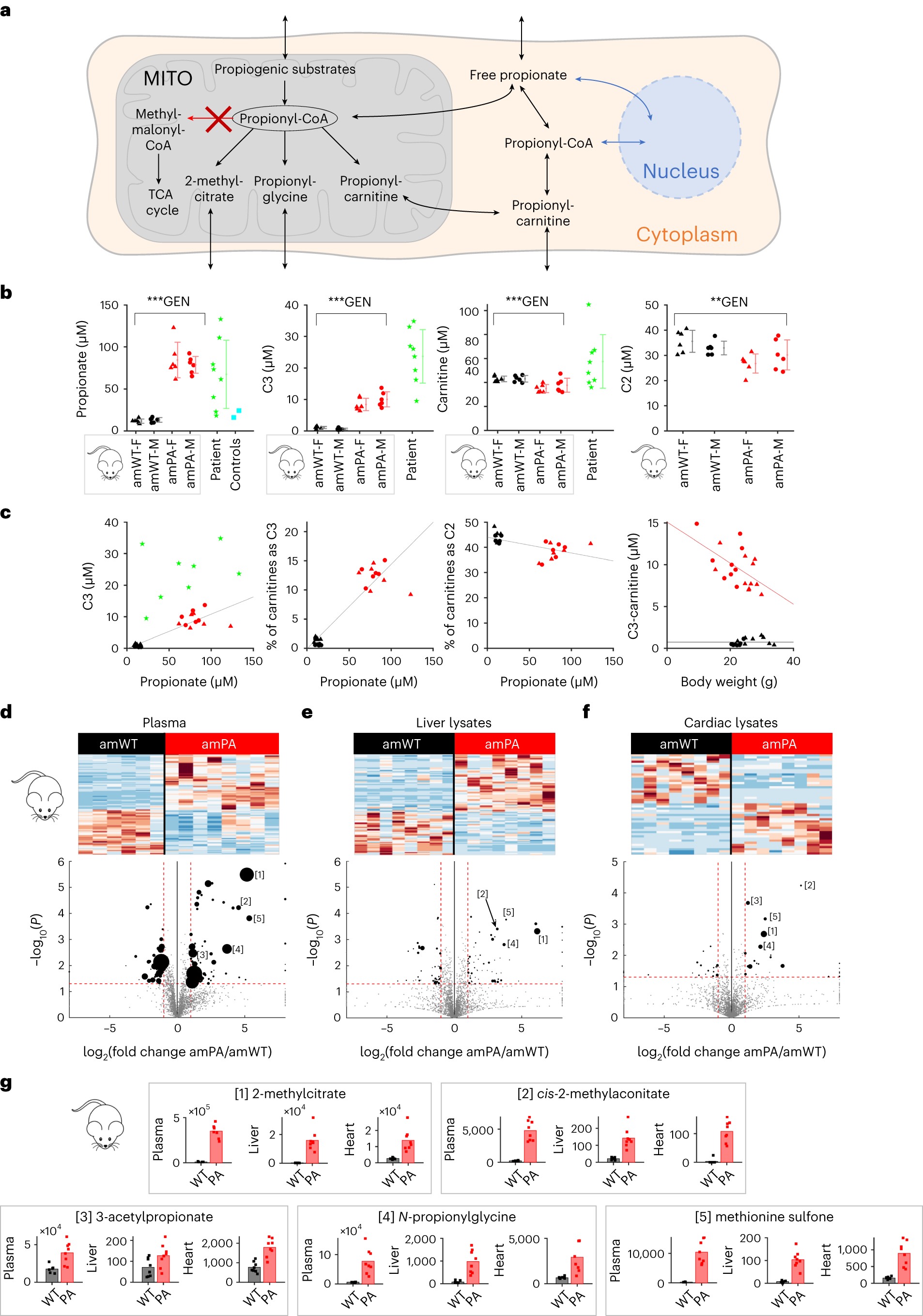 Effects of local perfusion of alpha-methyl-p-tyrosine (AMPT; 100 µM) on