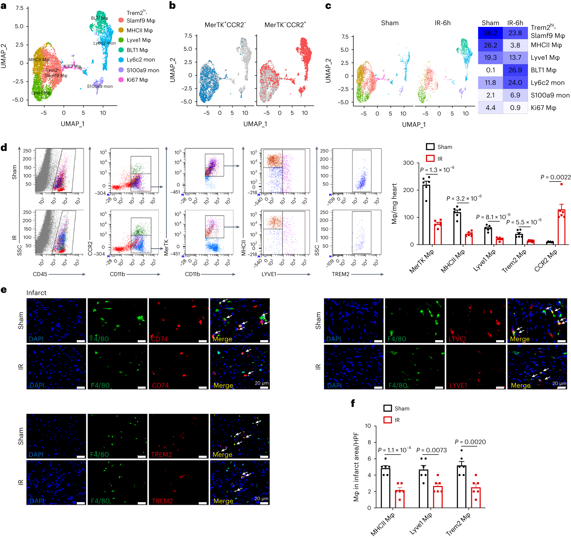 Fig. 1: Myocardial IR induces a reduction in MerTK+ cardiac macrophage proportions.