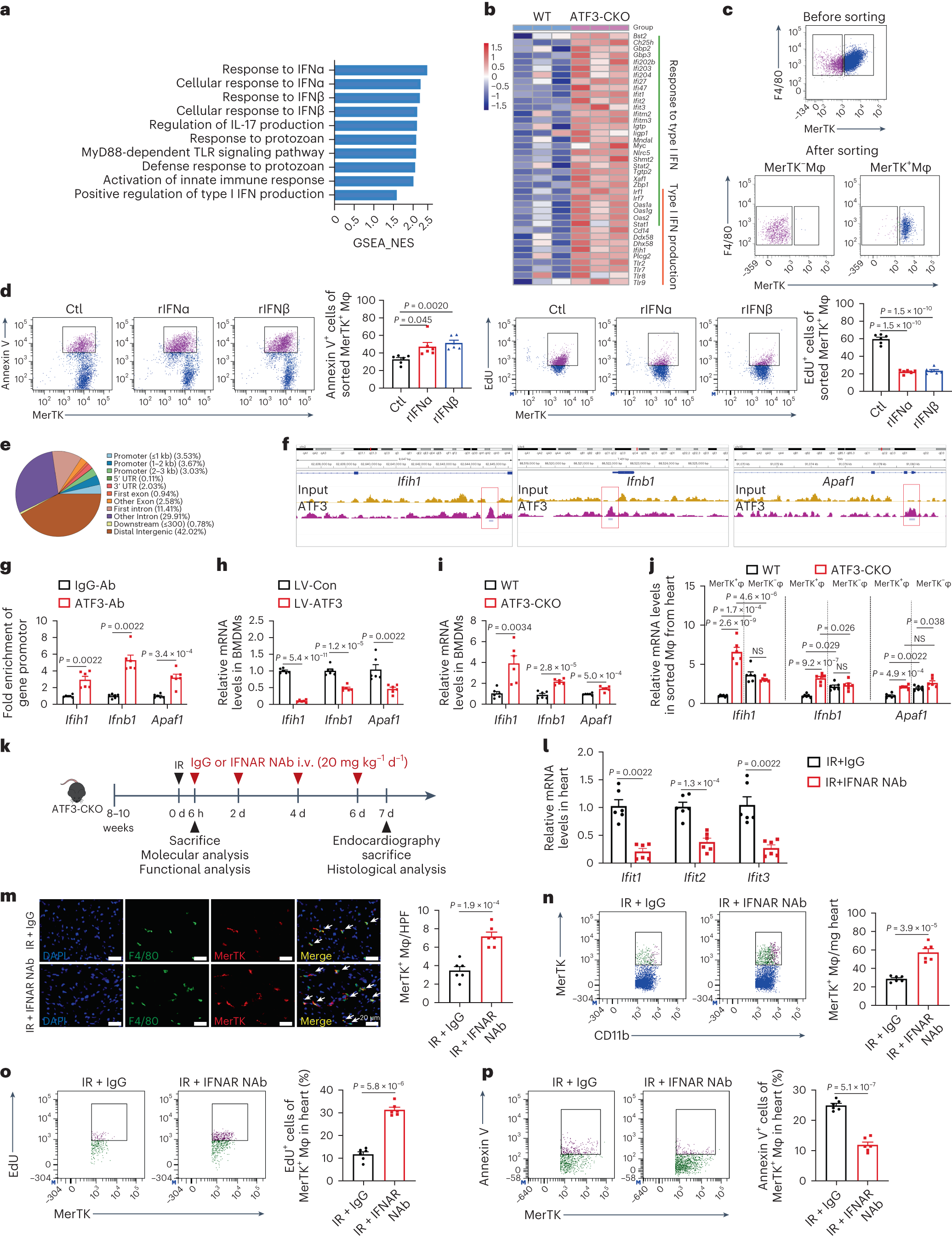 Fig. 3: ATF3 controls MerTK+ macrophage fate via inhibiting type I IFN.