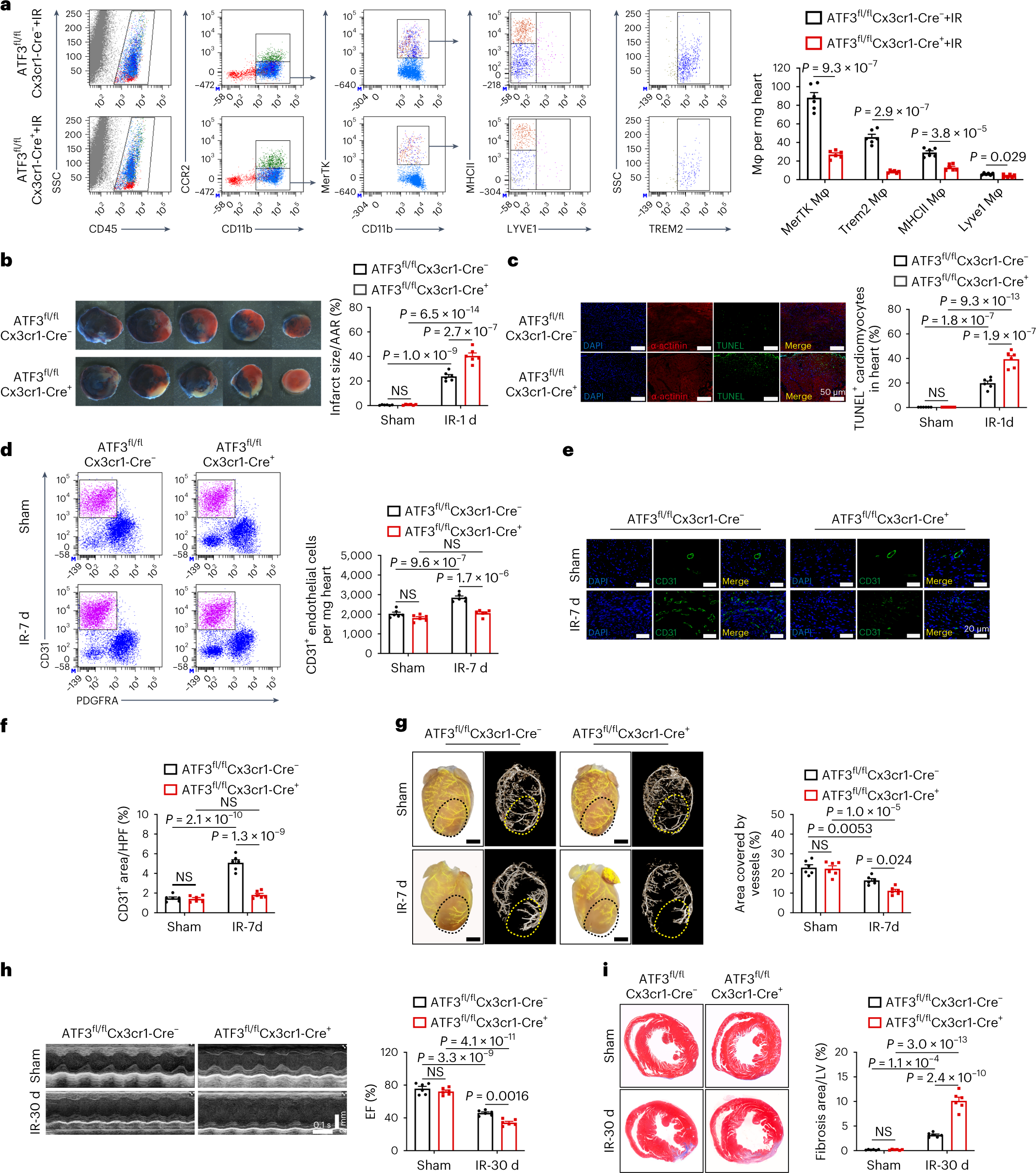 Fig. 4: Effect of cardiac resident, macrophage-specific ATF3 on cardiac injury and repair after IR.