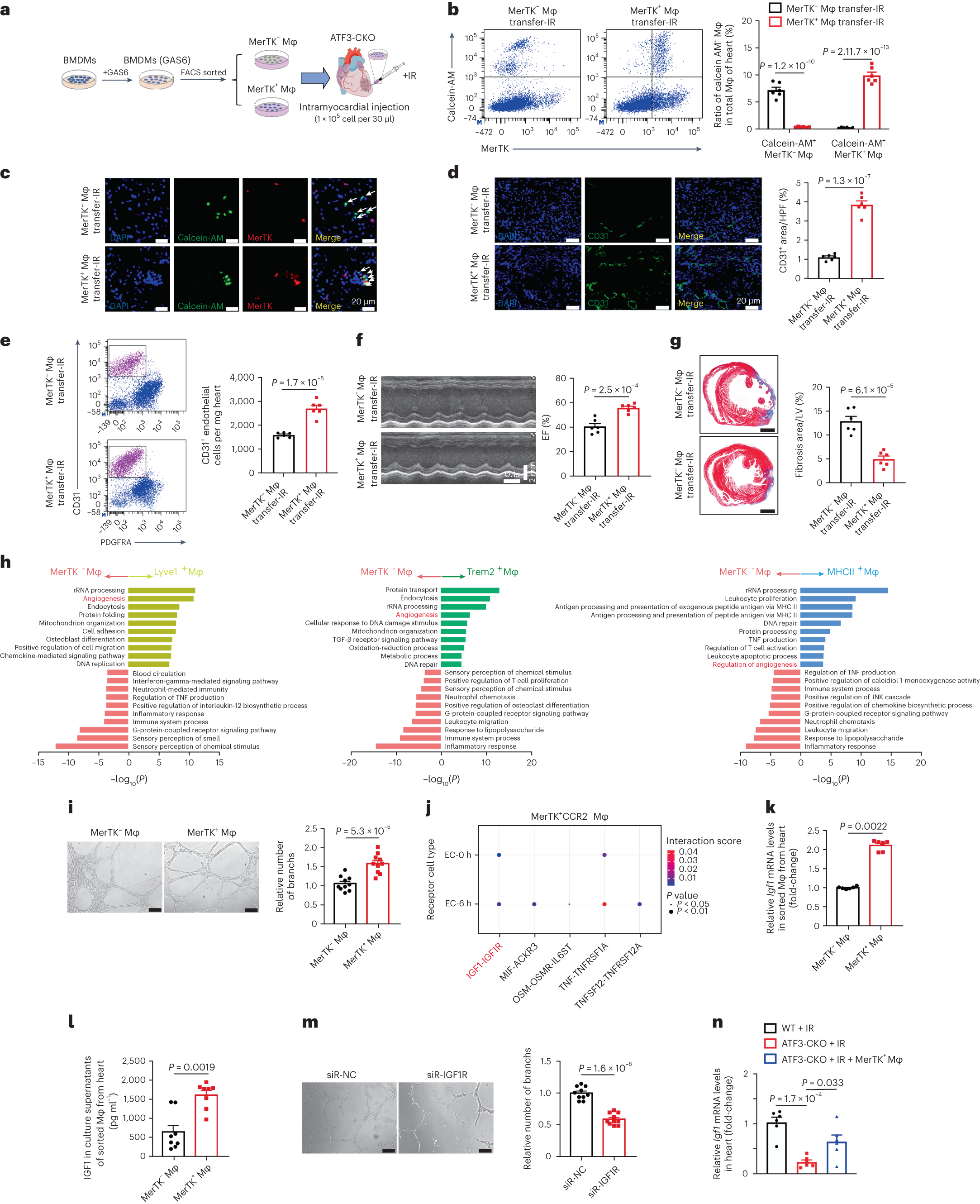 Fig. 5: MerTK+ macrophage transfer restores cardiac repair in ATF3-CKO mice.