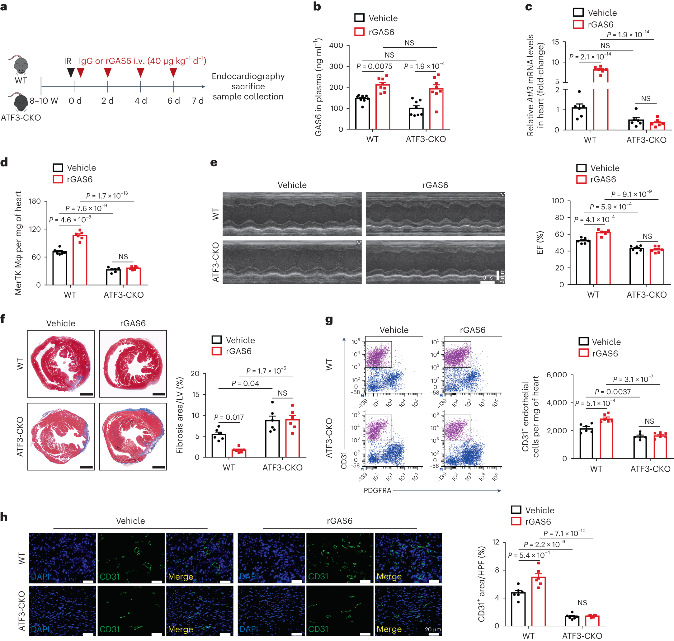 Fig. 6: Protective effect of rGAS6 administration against IR injury is dependent on ATF3.
