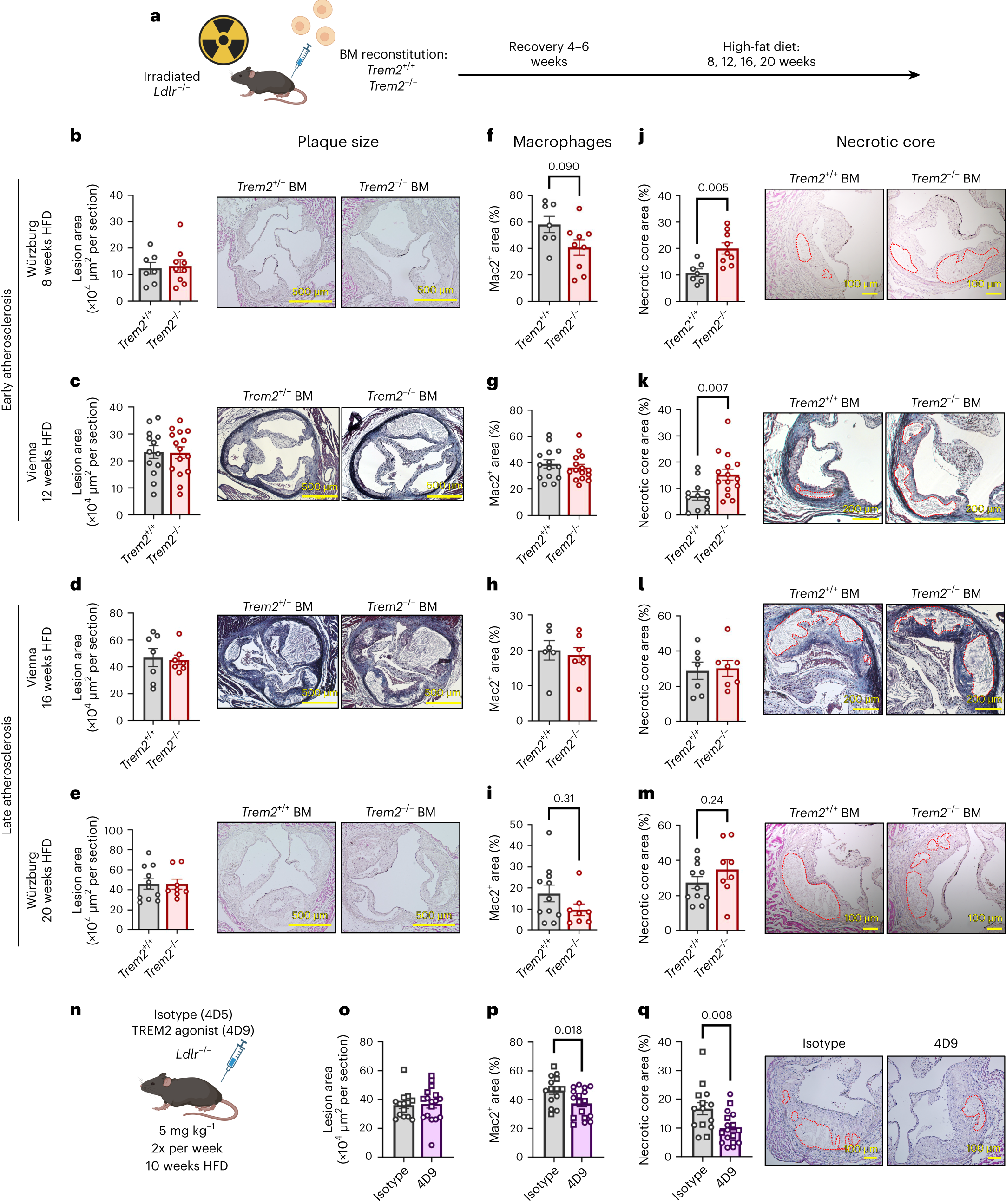 Fig. 2: TREM2 controls necrotic core formation in early experimental atherosclerosis.