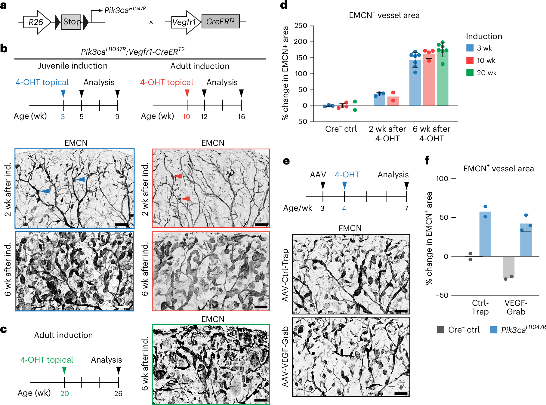Fig. 1: Formation of Pik3ca-driven cutaneous VMs in the absence of developmental angiogenesis and VEGF.