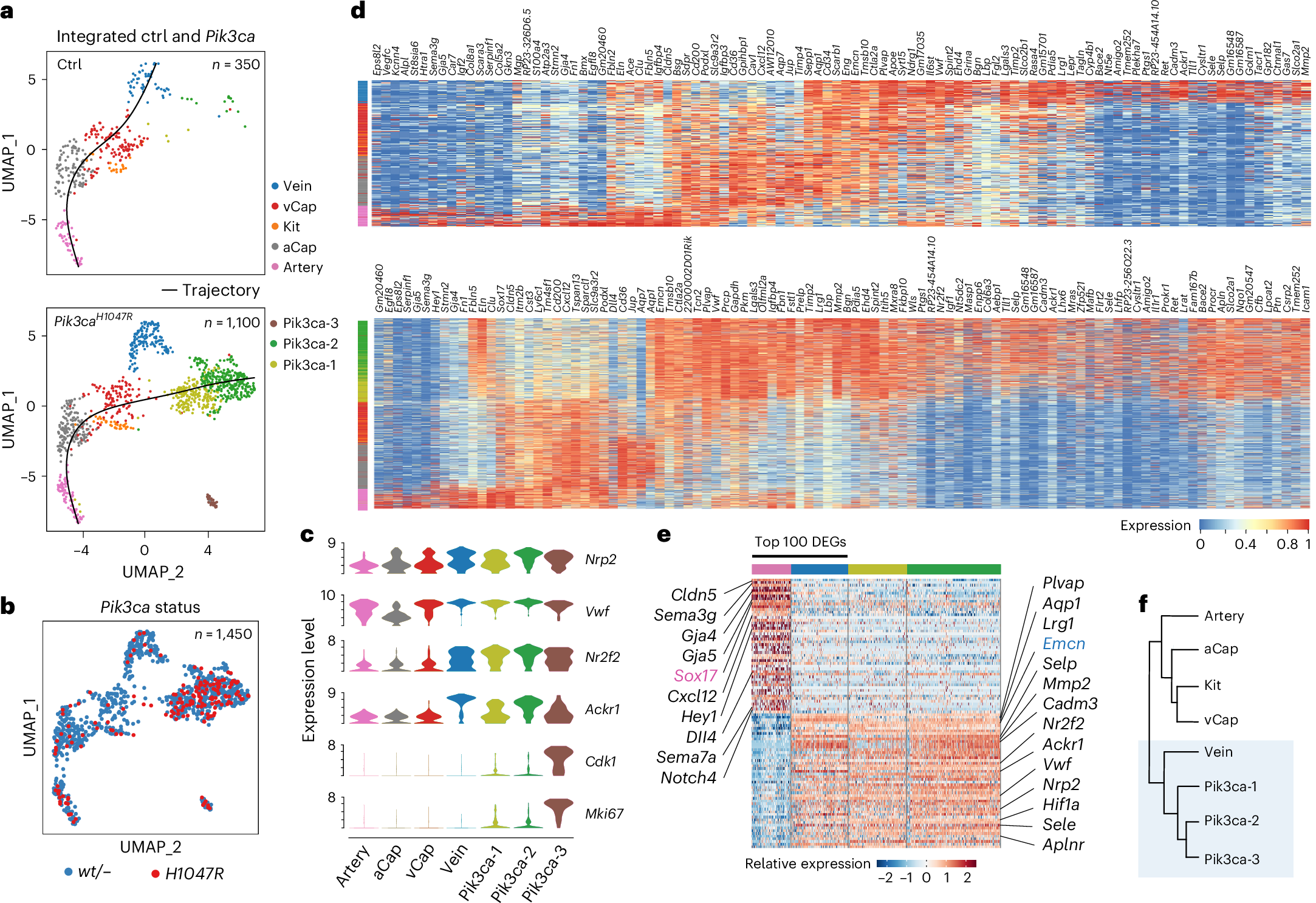 Fig. 3: Venous identity of Pik3caH1047R -expressing BECs.