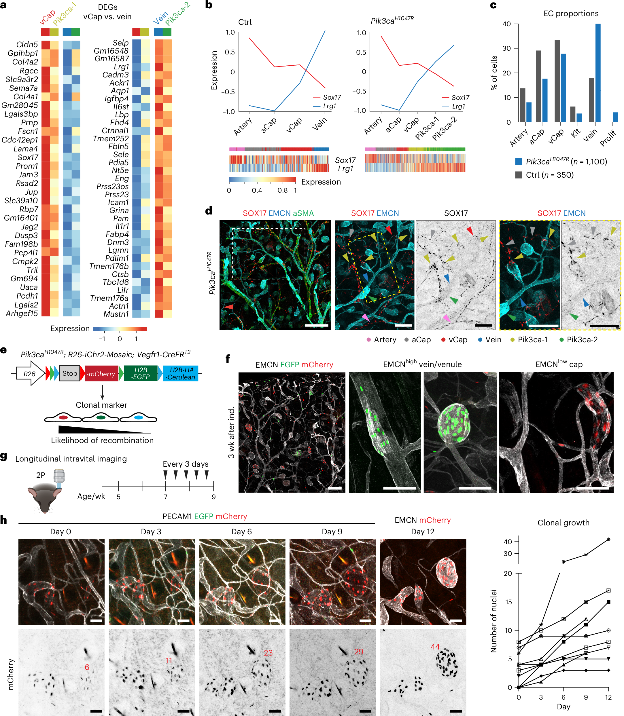 Fig. 4: Pik3ca-driven VM is defined by clonal expansion of BECs with a post-capillary venous phenotype.