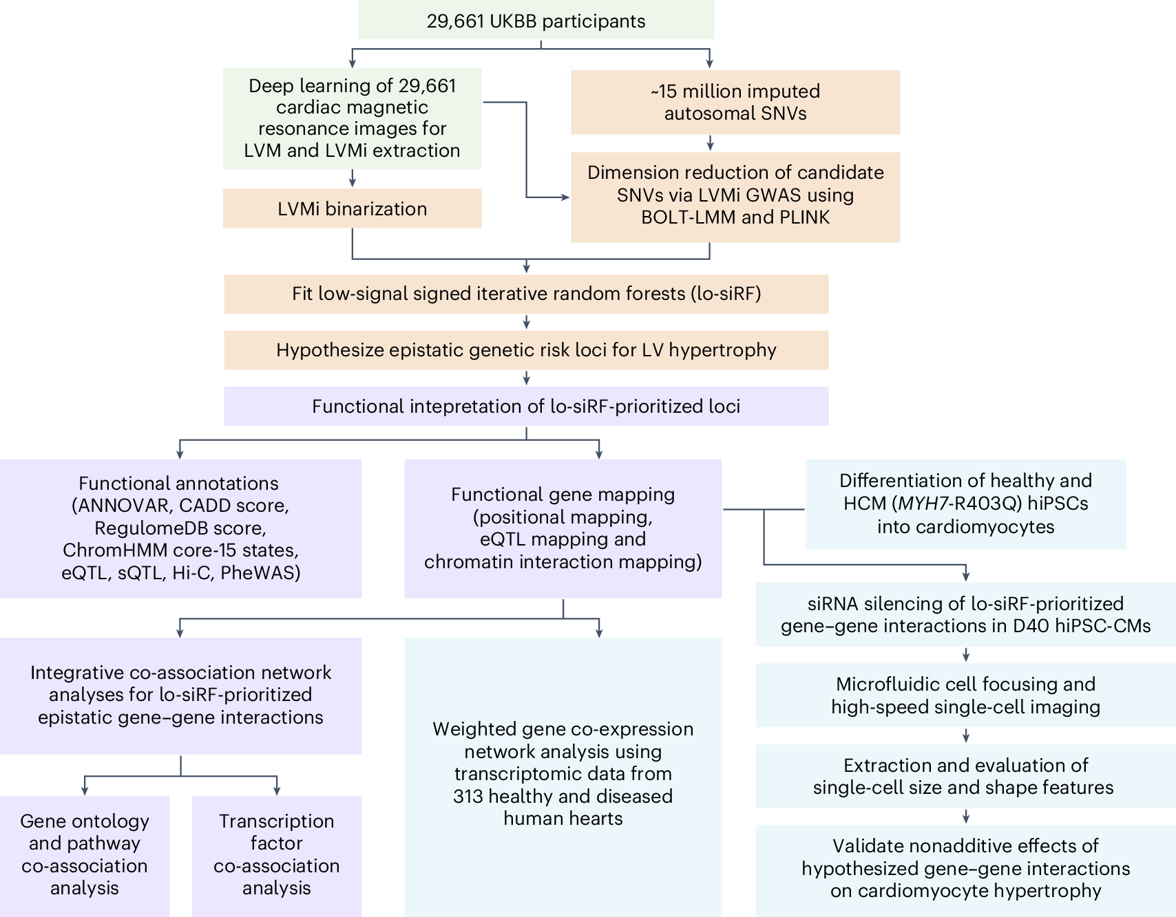 心疾患に関わる遺伝子間相互作用を解析 (Researchers Investigate Genetic Interactions Linked to Heart Disease)