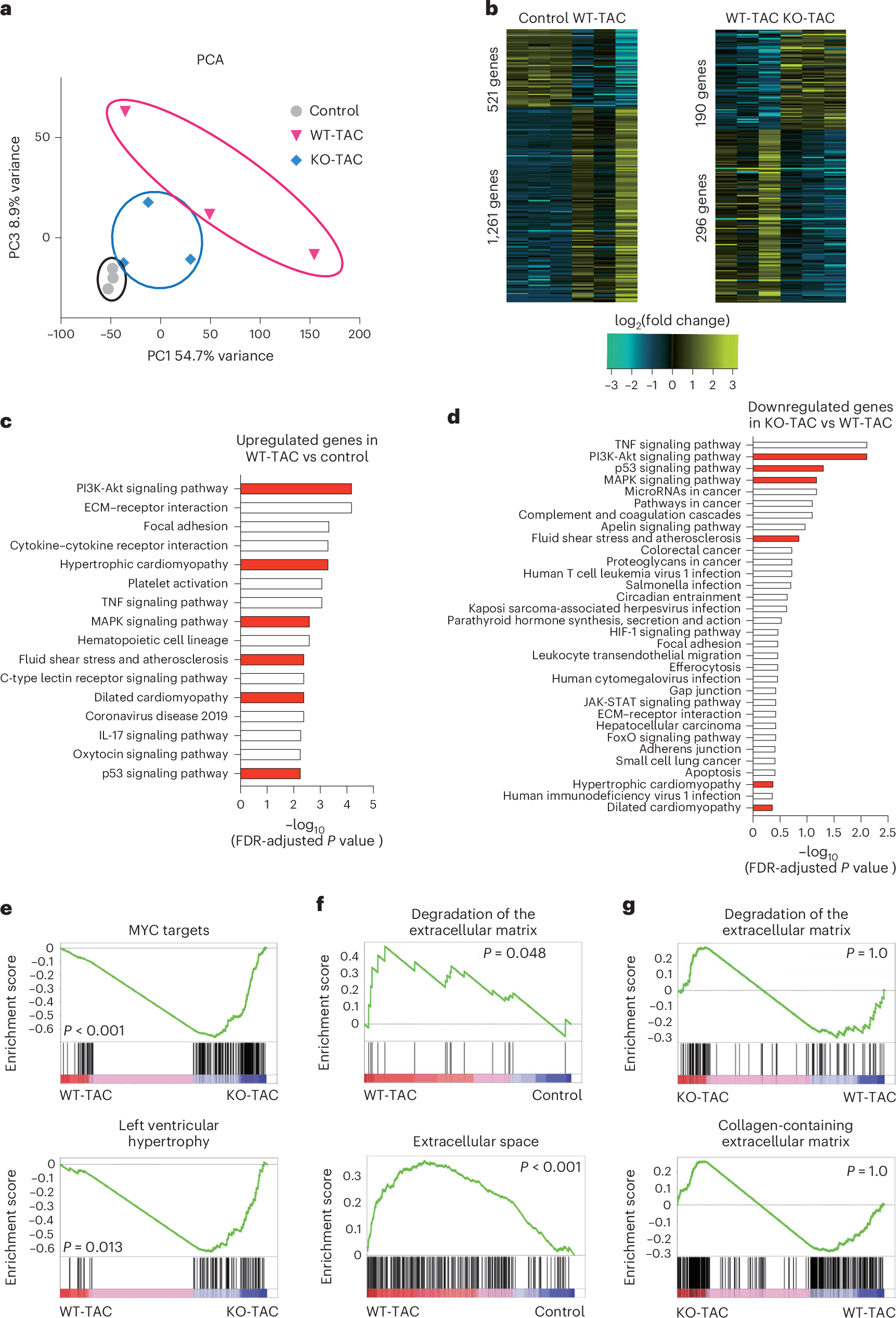 Fig. 4: Comparison of cardiac gene expressions of control, WT-TAC and KO-TAC mice.