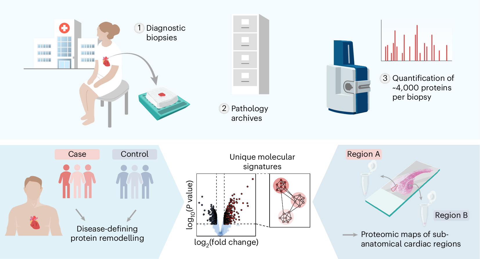 新手法により心疾患の原因解明が可能に(New method enables researchers to investigate the cause of heart diseases)