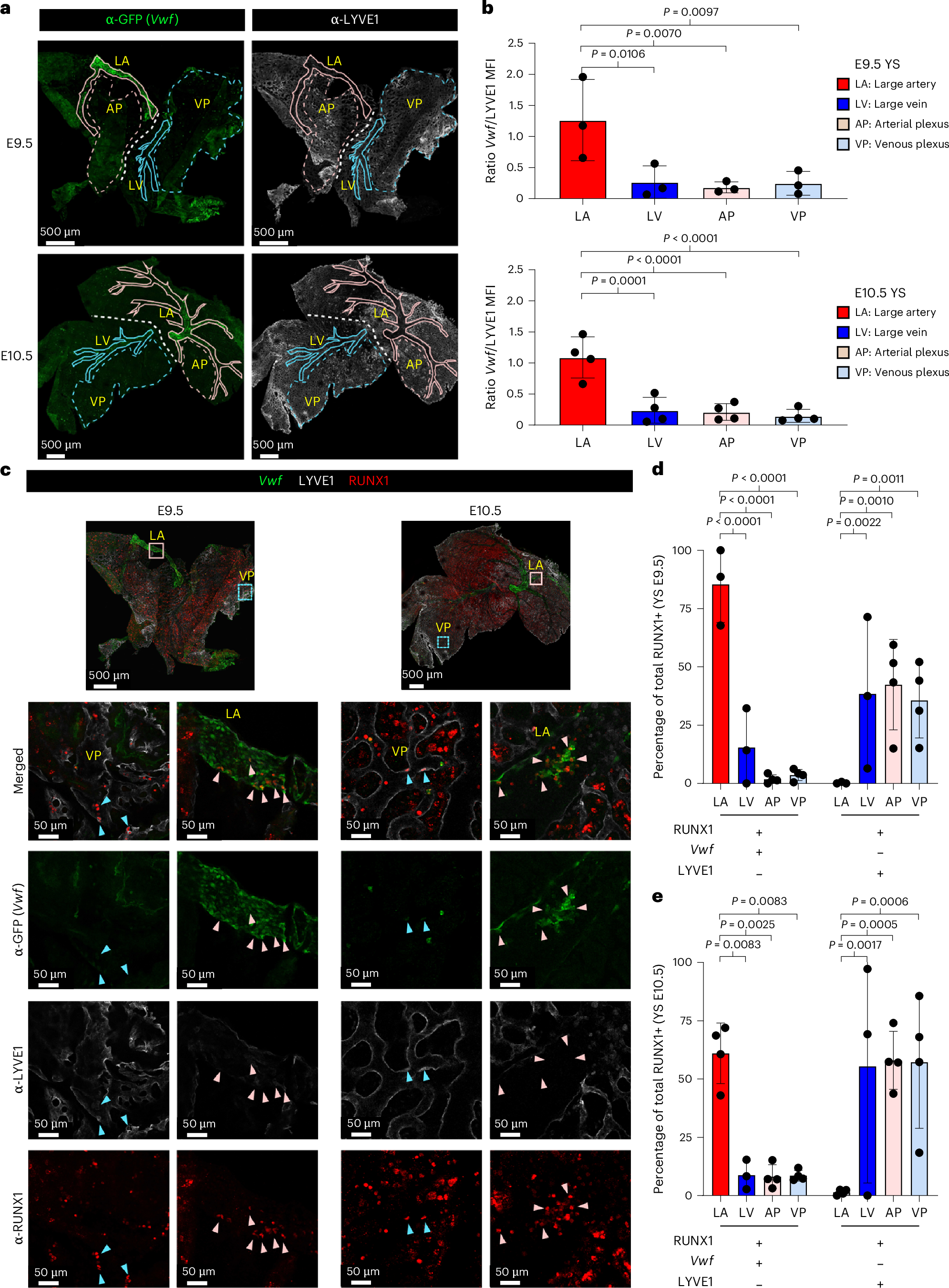 Fig. 3: Spatial separation between transcriptomically different EHT trajectories in the yolk sac.