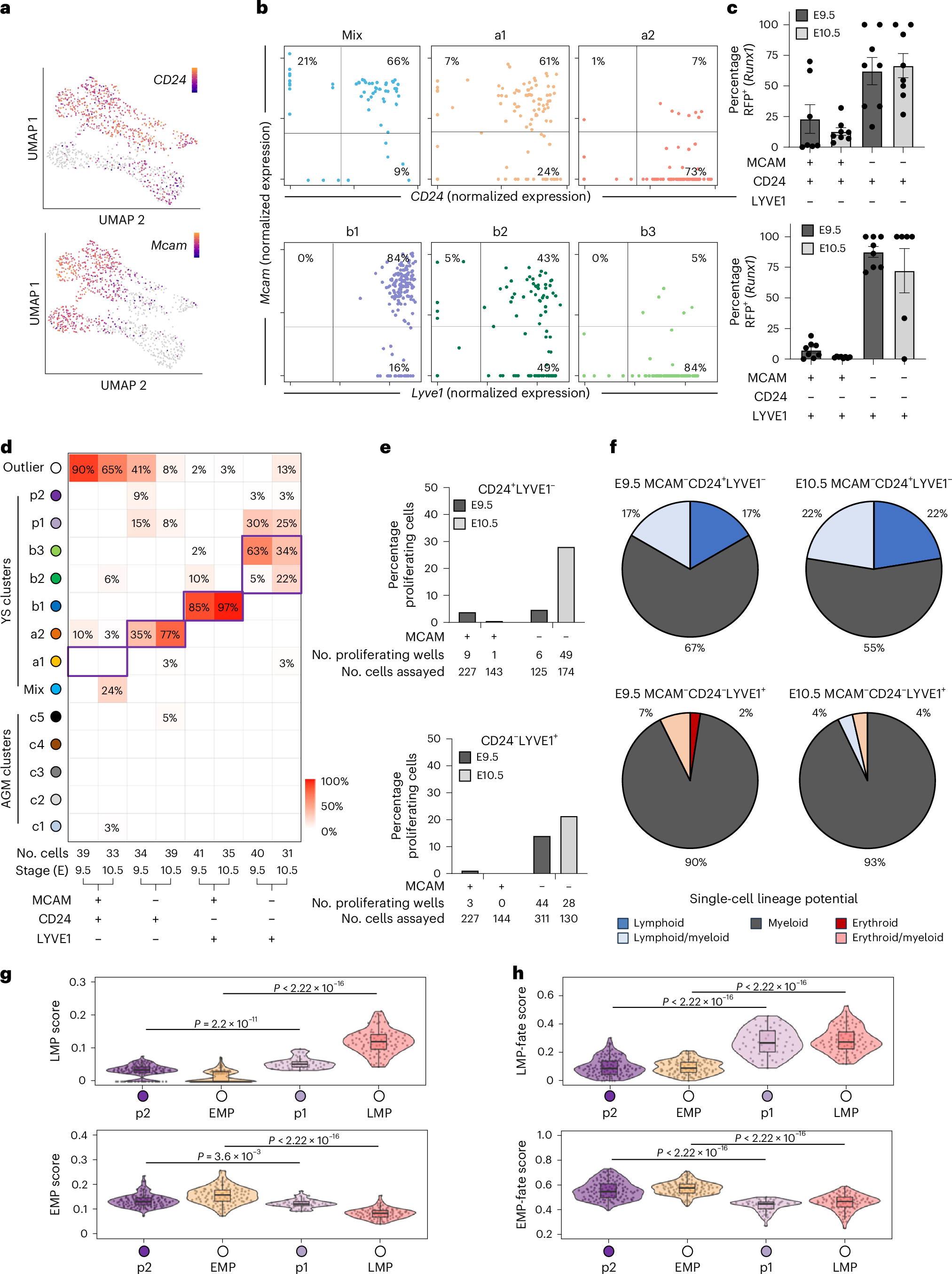 Fig. 4: CD24pos YS HE has lymphoid-myeloid potential and LYVE1pos YS HE has erythroid-myeloid potential.