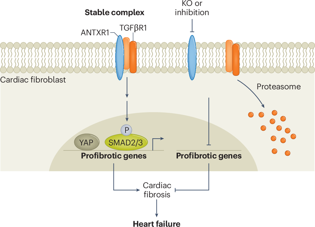 Waging war against cardiac fibrosis by targeting the anthrax toxin receptor