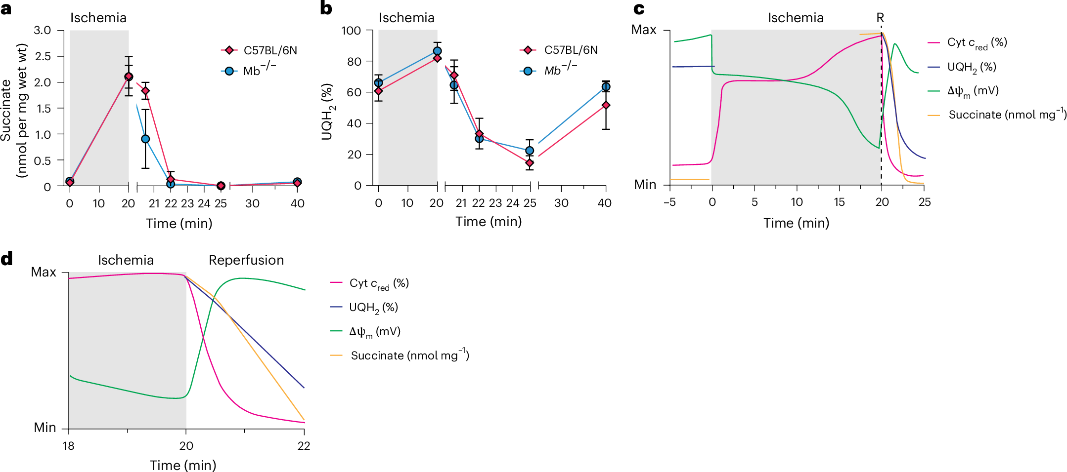 Fig. 6: Metabolic changes during ischemia and reperfusion.