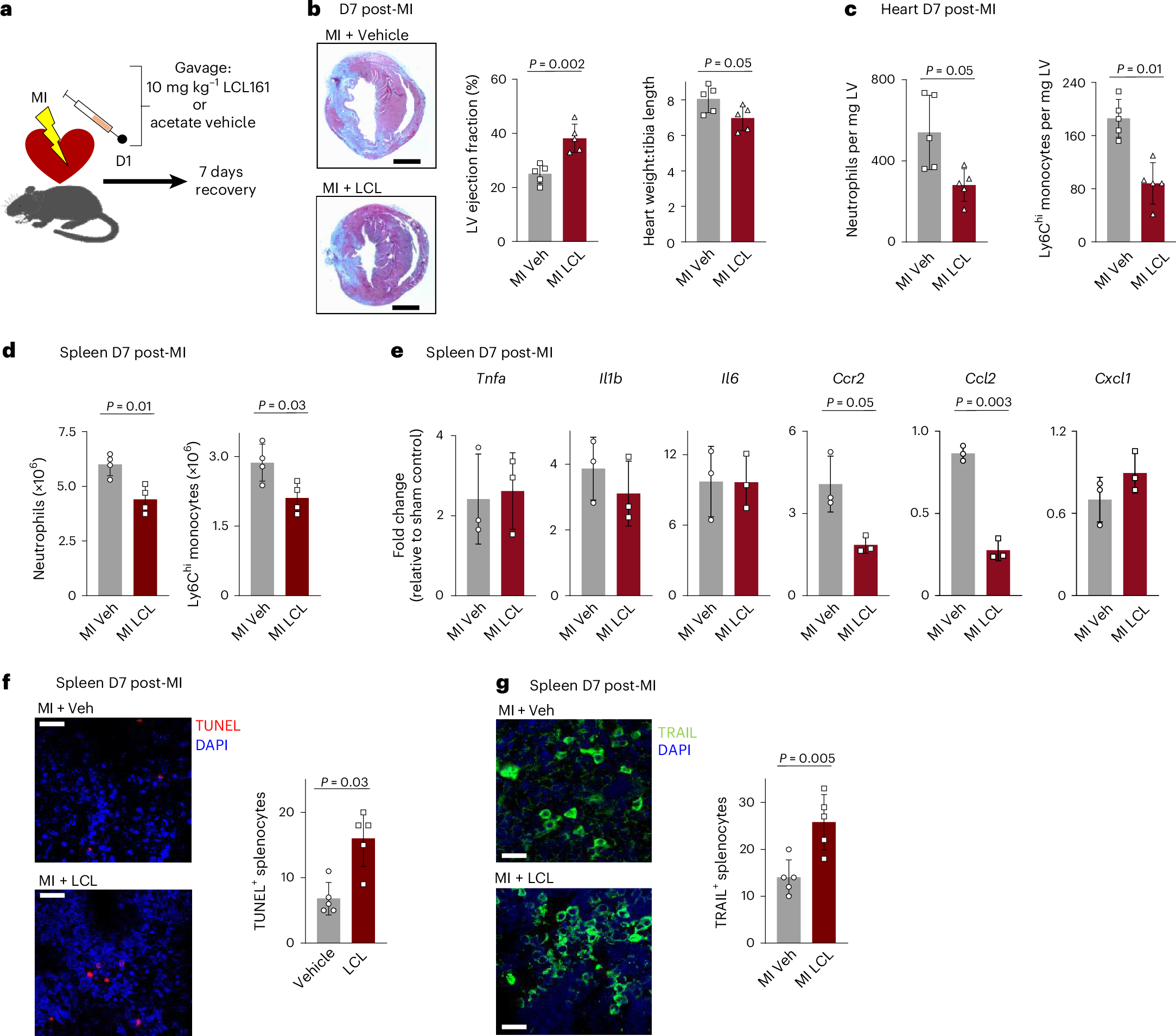 Fig. 5: LCL161 induces splenic cell death and TRAIL expression.