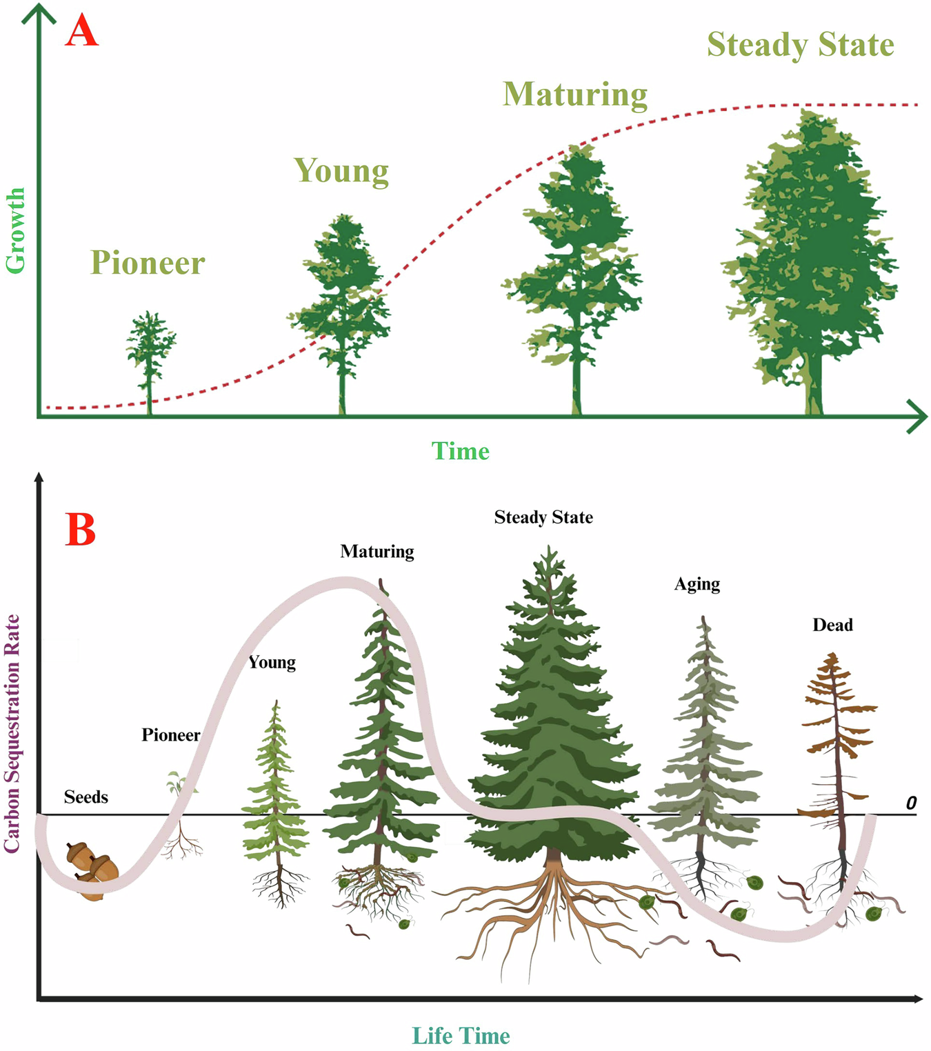 Fig. 1: Understanding the contribution of trees in carbon storage requires evaluating both aboveground growth and whole-cycle biomass over life time.