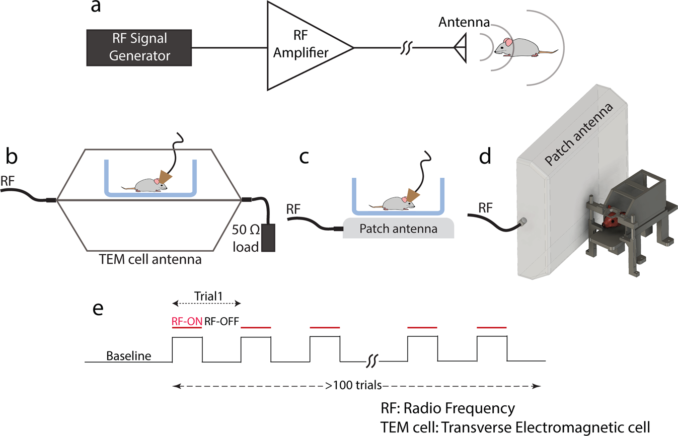 Neuronal activity under transcranial radio-frequency stimulation