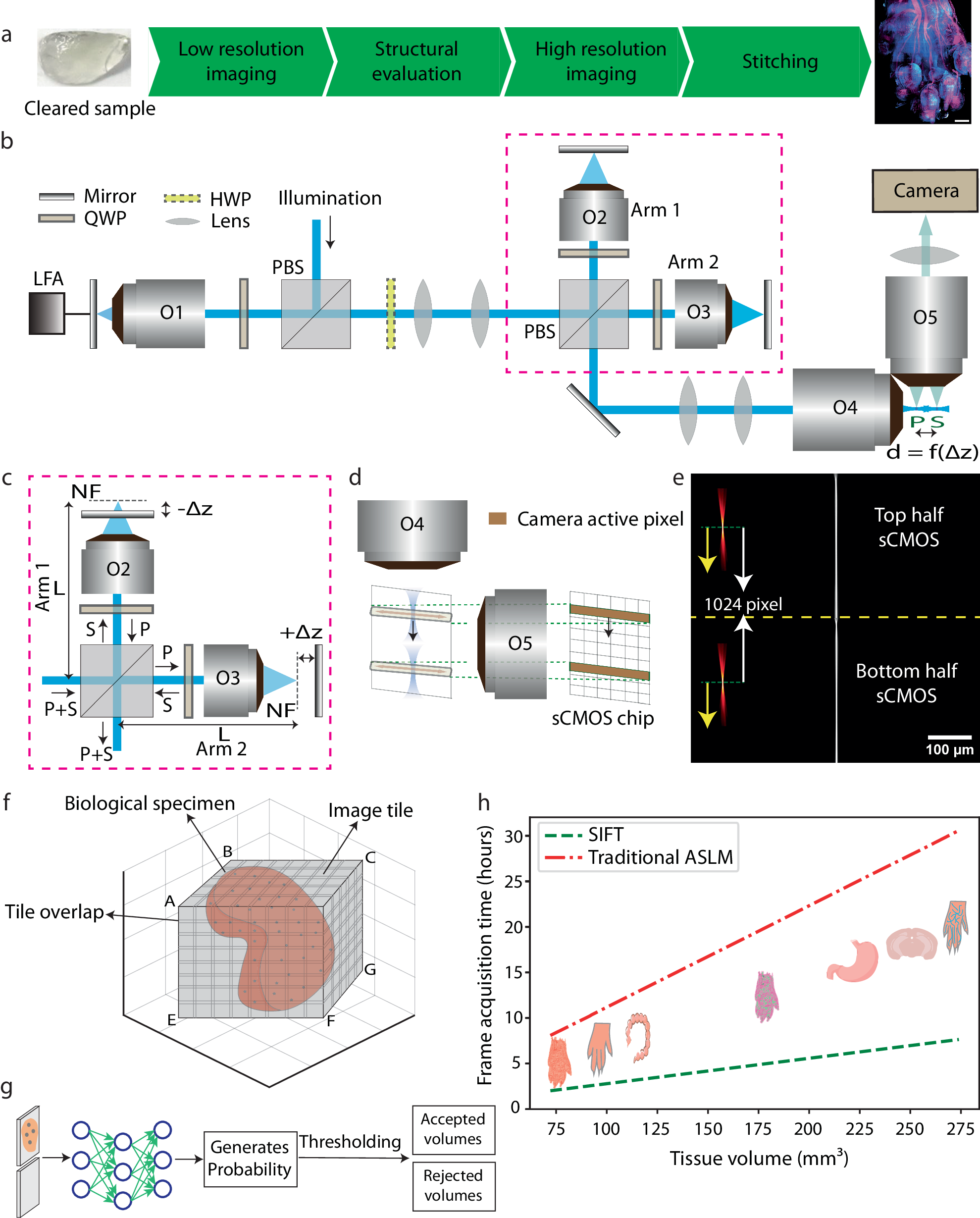 lsm19 pimpandhost imagesize:1440x)Нудизм  Signal improved ultra-fast light-sheet microscope for large tissue imaging  | Communications Engineering