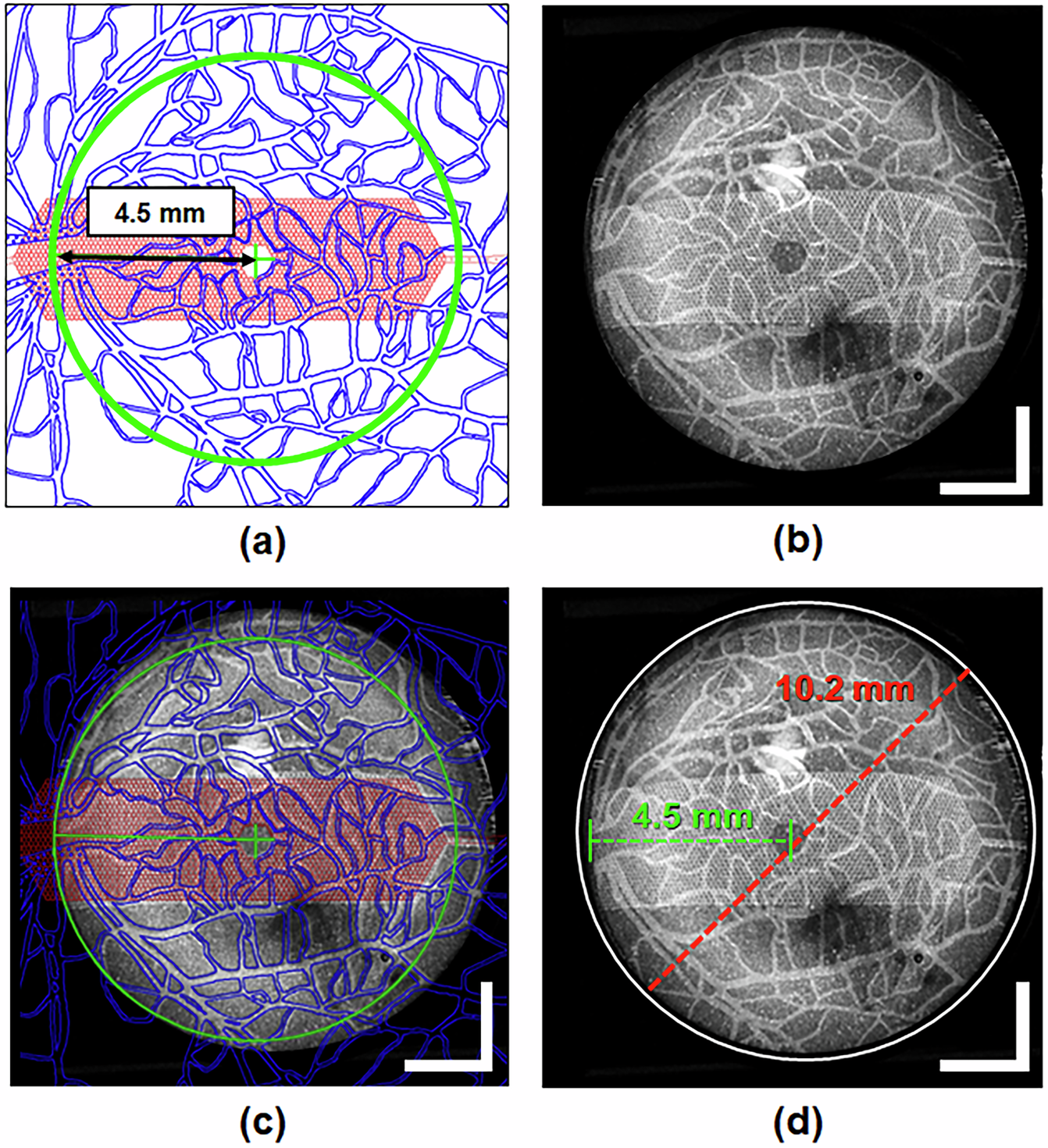 Fig. 7: Measurement of the field of view of the custom-built OCT system.