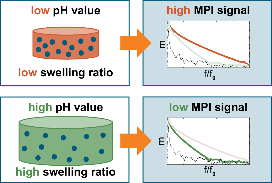 Fig. 1: Principle of signal generation for resolving pH in magnetic particle imaging using a pH-responsive magnetic hydrogel.