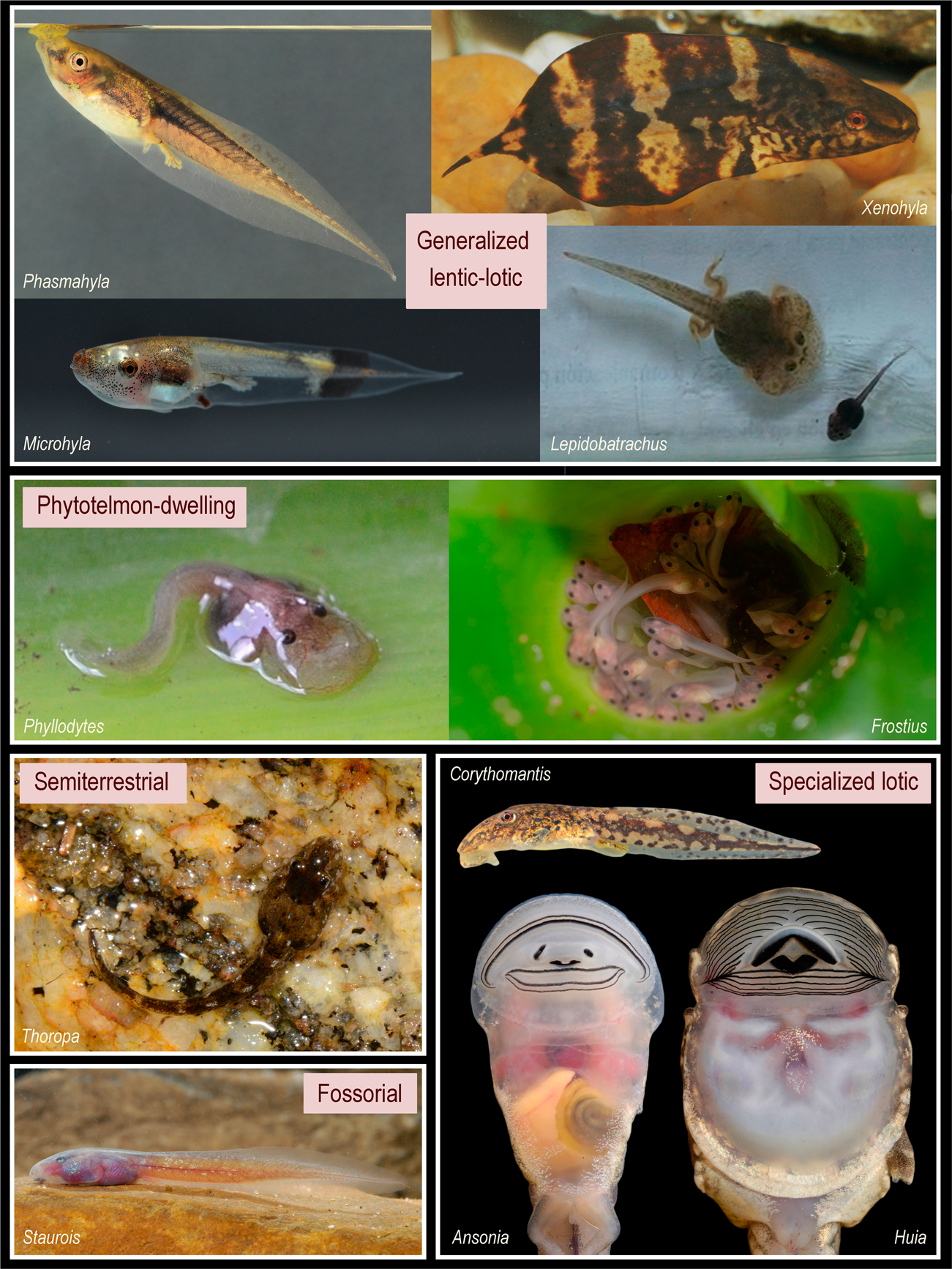Global shortfalls of knowledge on anuran tadpoles