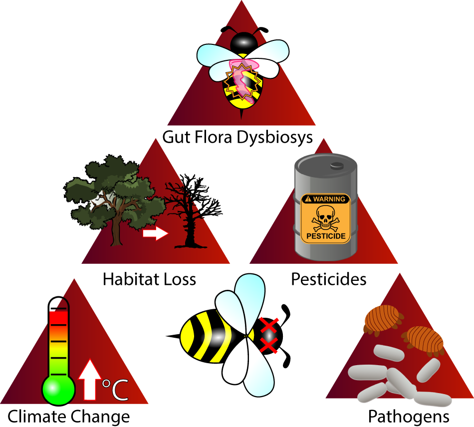 Fig. 2: Visual summary of purported causes resulting in honey bee population declines.