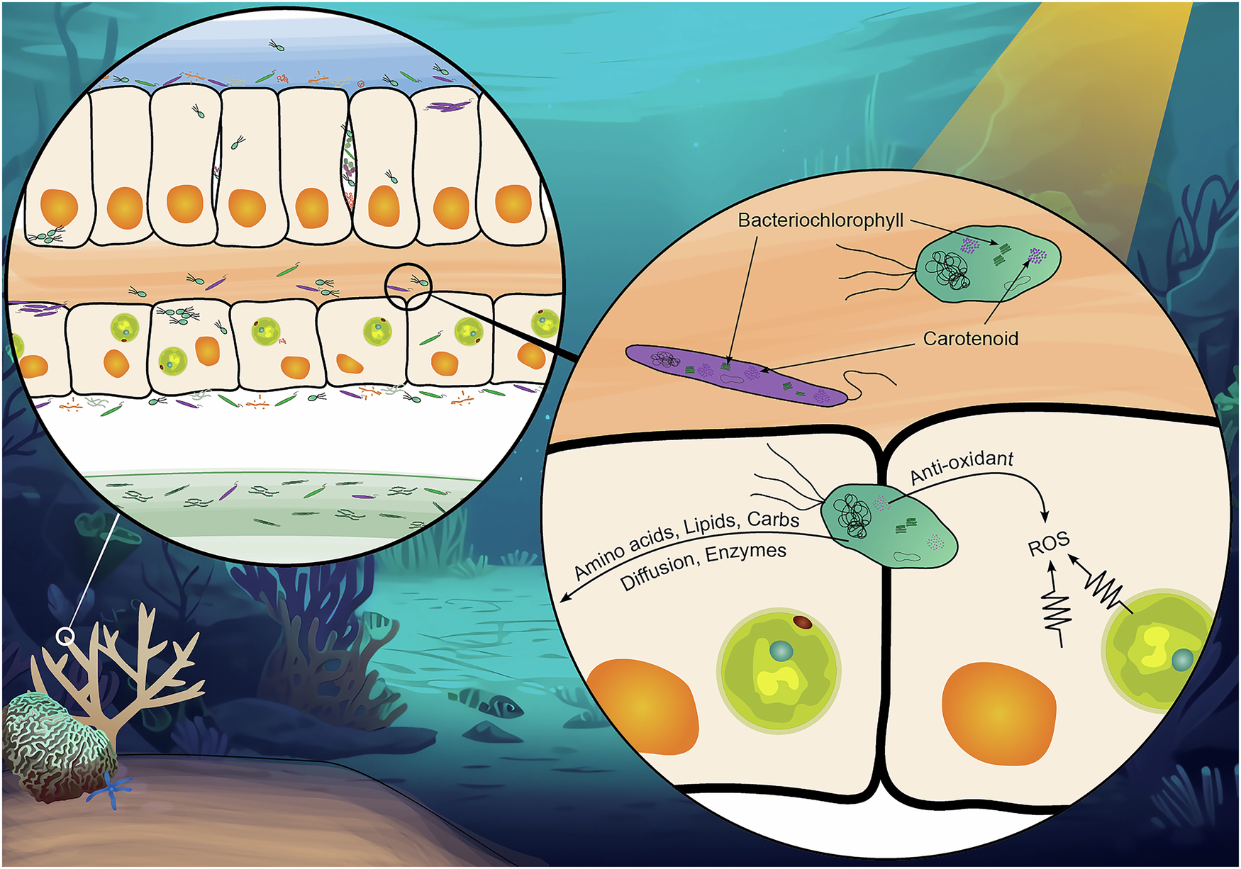Fig. 1: Schematic hypothetical illustration of phototrophic bacteria and their potential role in the coral holobiont.
