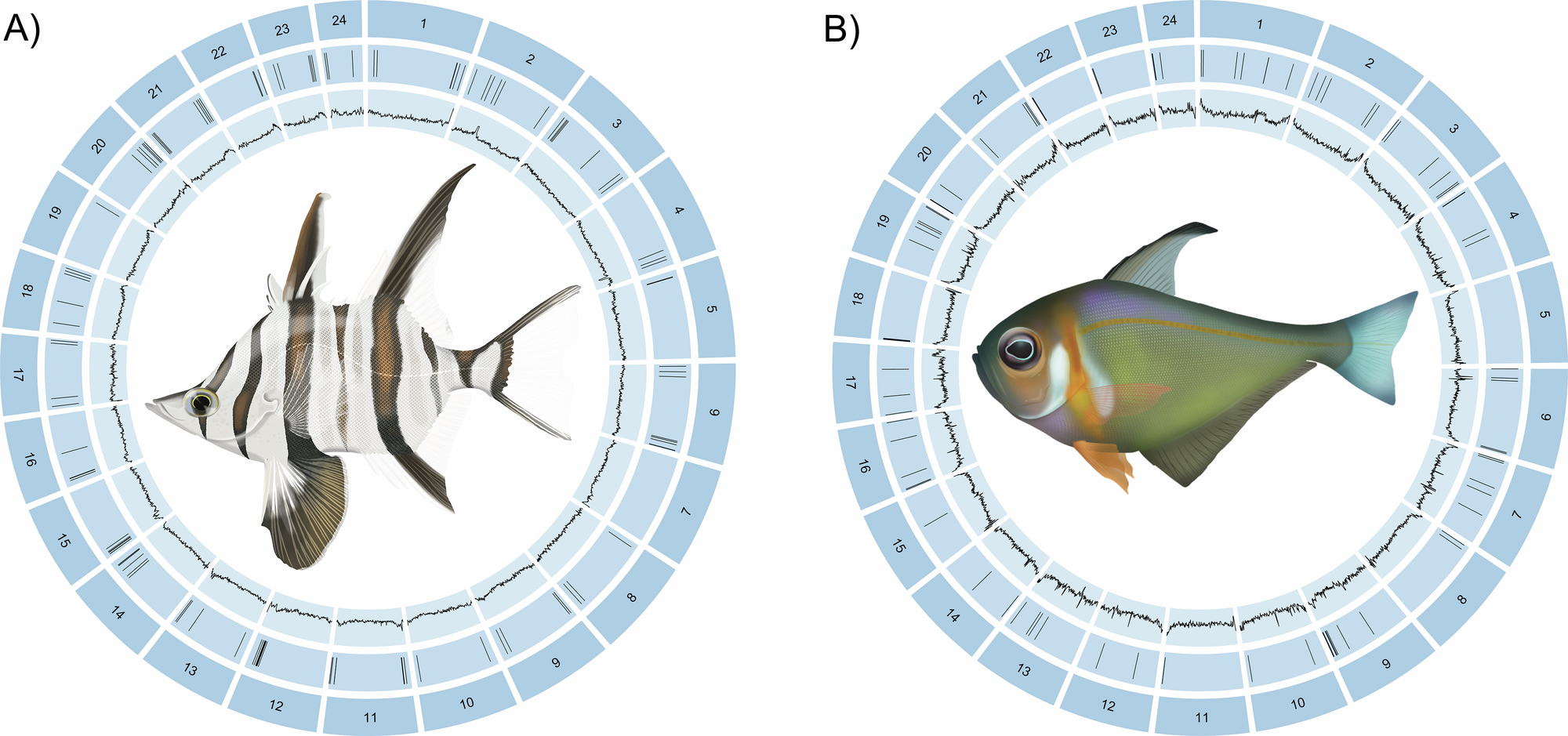 Fig. 3: Genome attributes of Enoplosus armatus and Pempheris klunzingeri.