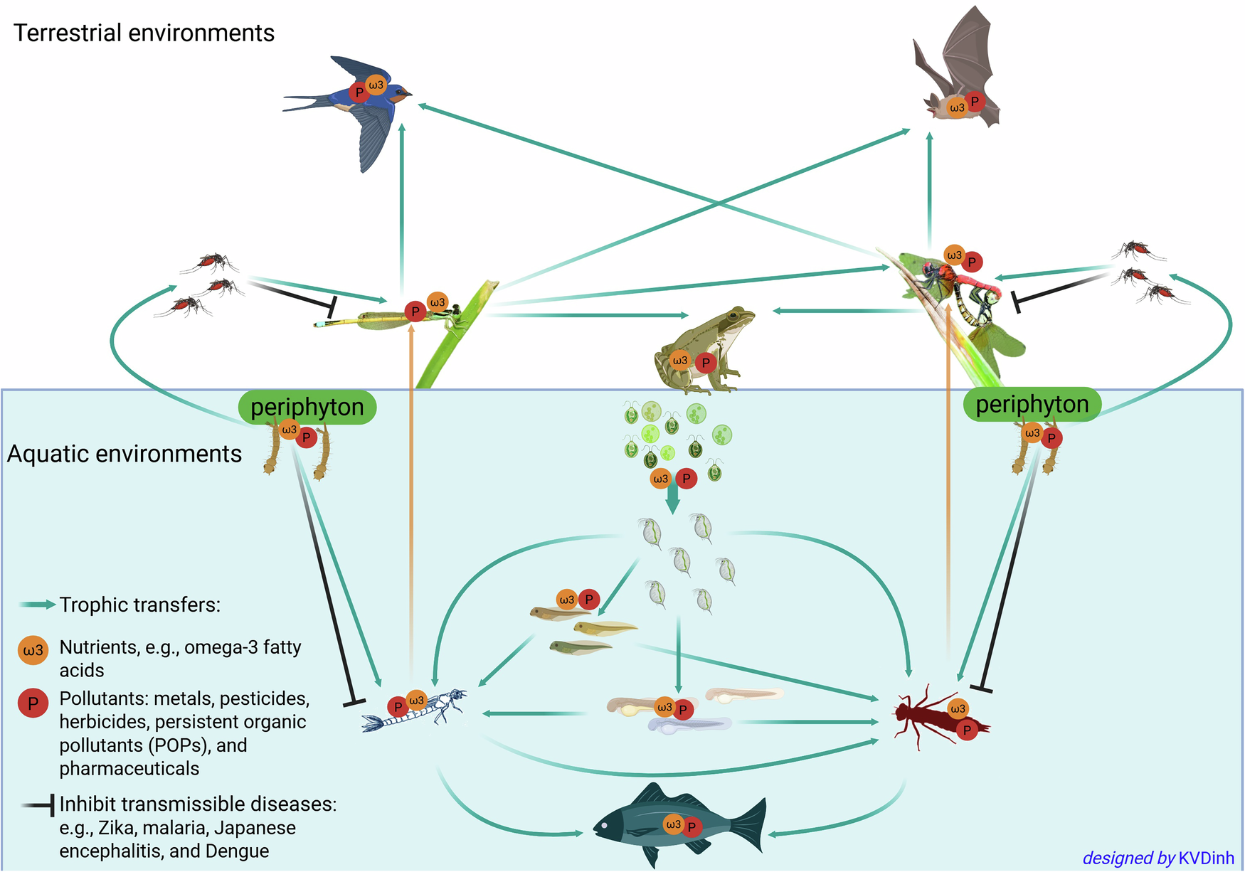 Vietnamese Odonata: bridging global biodiversity, ecological, and conservation gaps in a changing world | npj Biodiversity Vietnamese Odonata: bridging global biodiversity, ecological, and conservation gaps in a changing world | npj Biodiversity