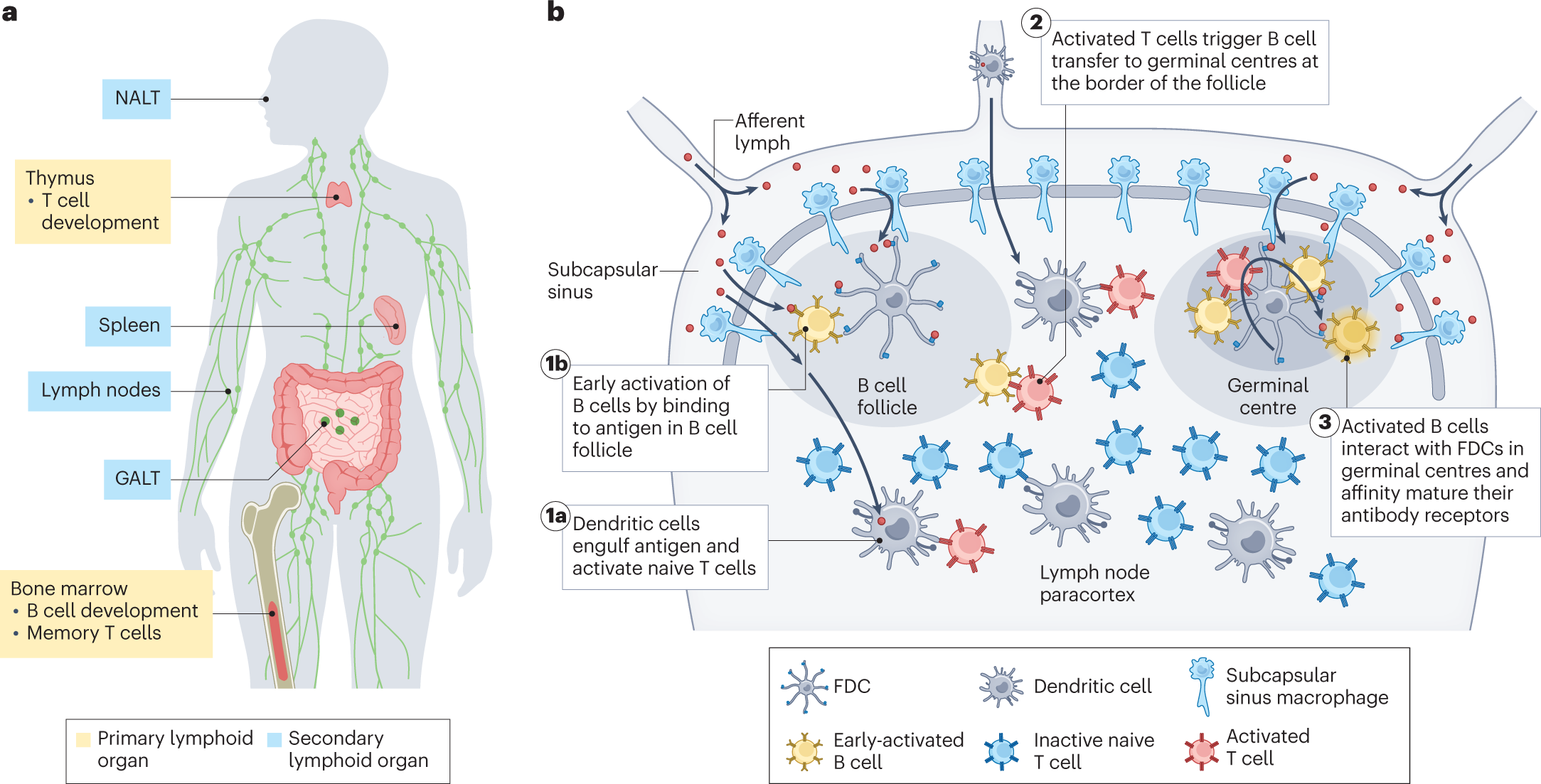 Frontiers  Inflammation and immune cell abnormalities in