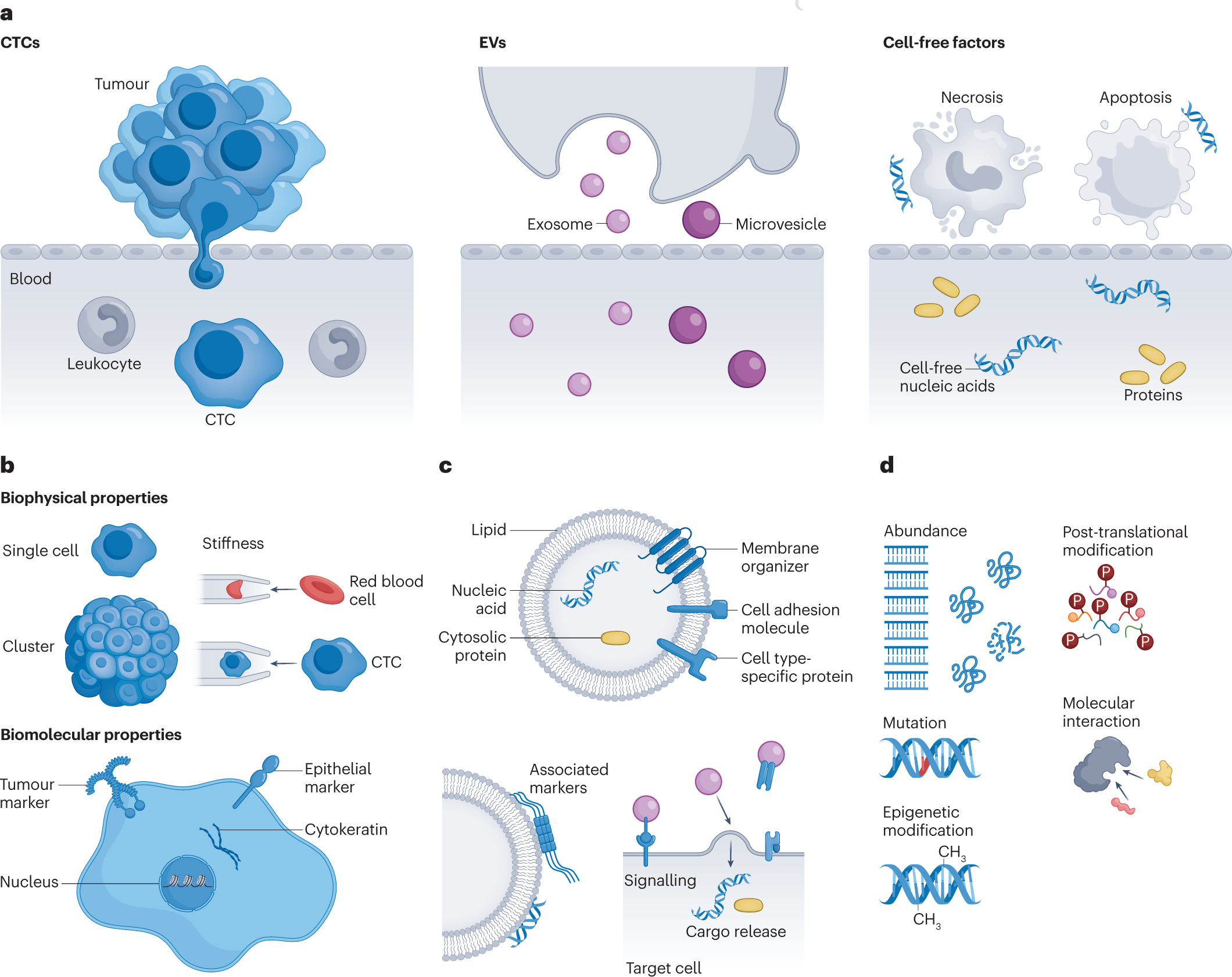 Systemic IgG repertoire as a biomarker for translocating gut