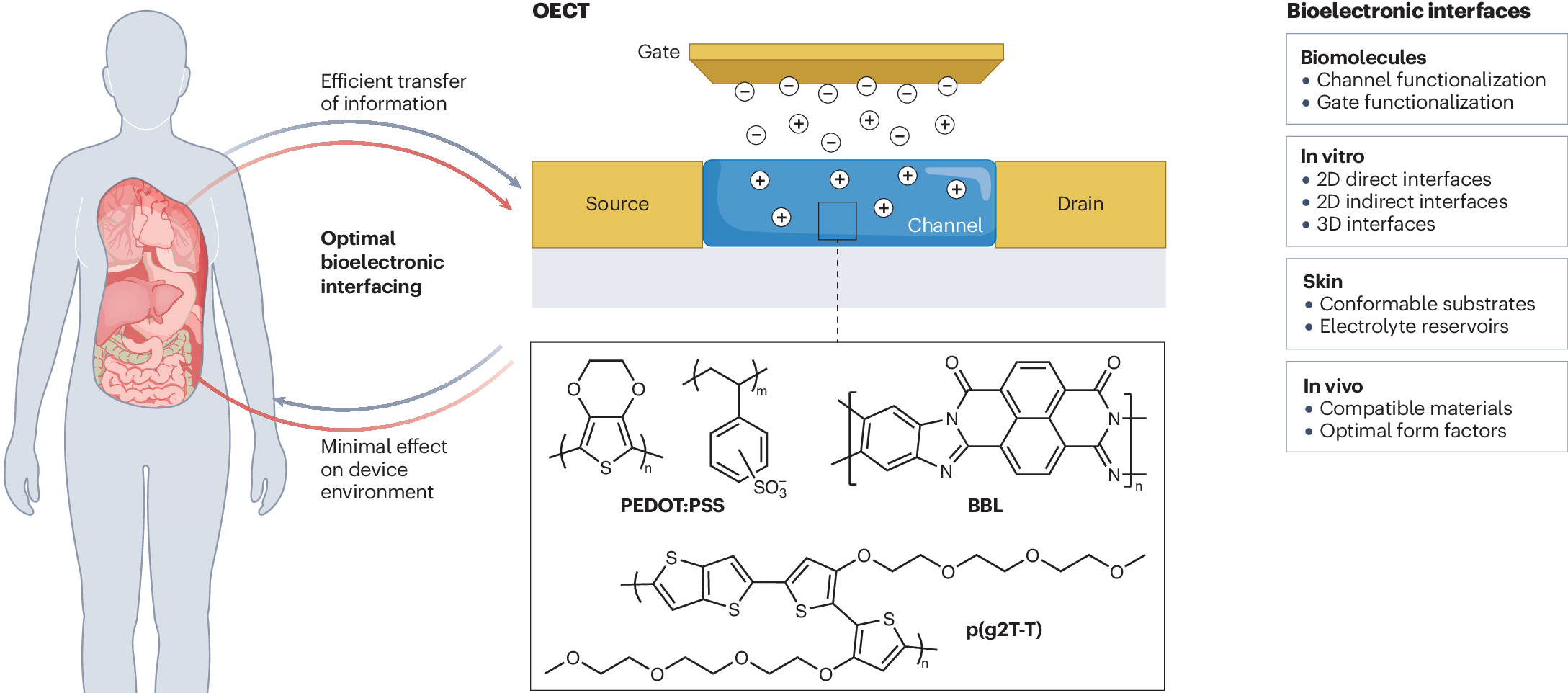 Bioelectronic interfaces of organic electrochemical transistors