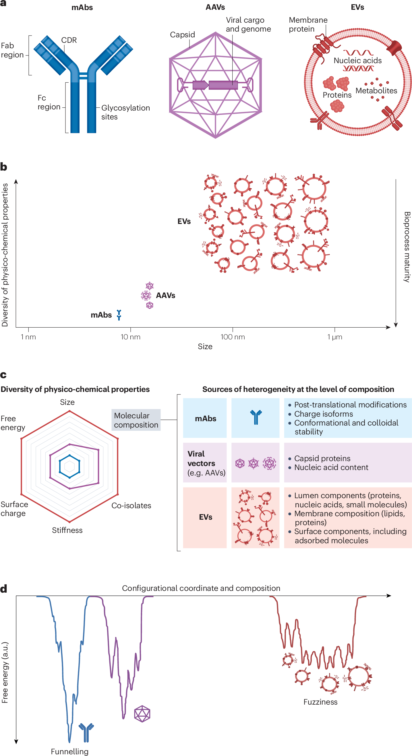The physico-chemical landscape of extracellular vesicles | Nature Reviews  Bioengineering