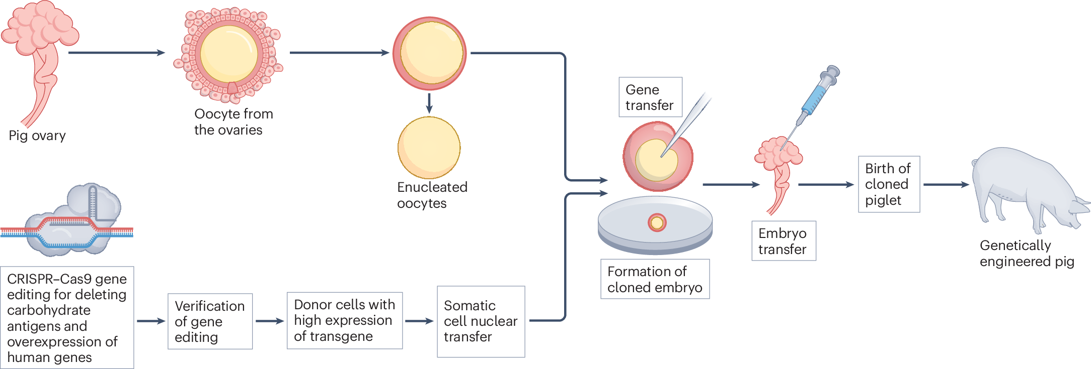 Overcoming xenotransplantation barriers through gene editing and immunomodulation