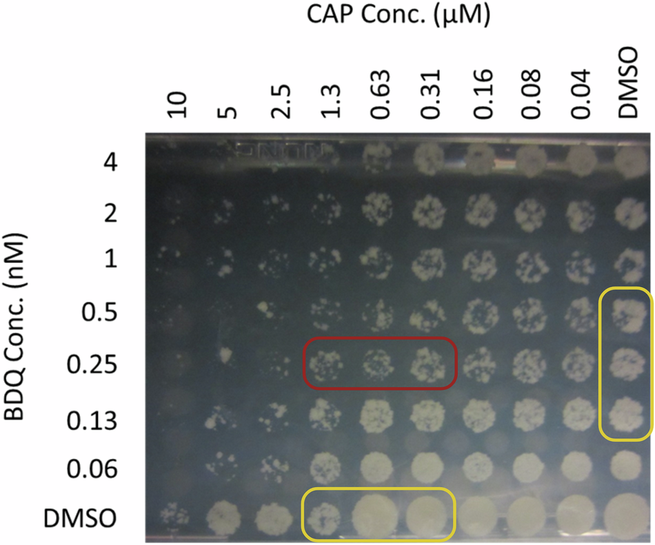Fig. 1: Bedaquiline (BDQ) and Capreomycin (CAP) synergize against M.tb H37Rv.
