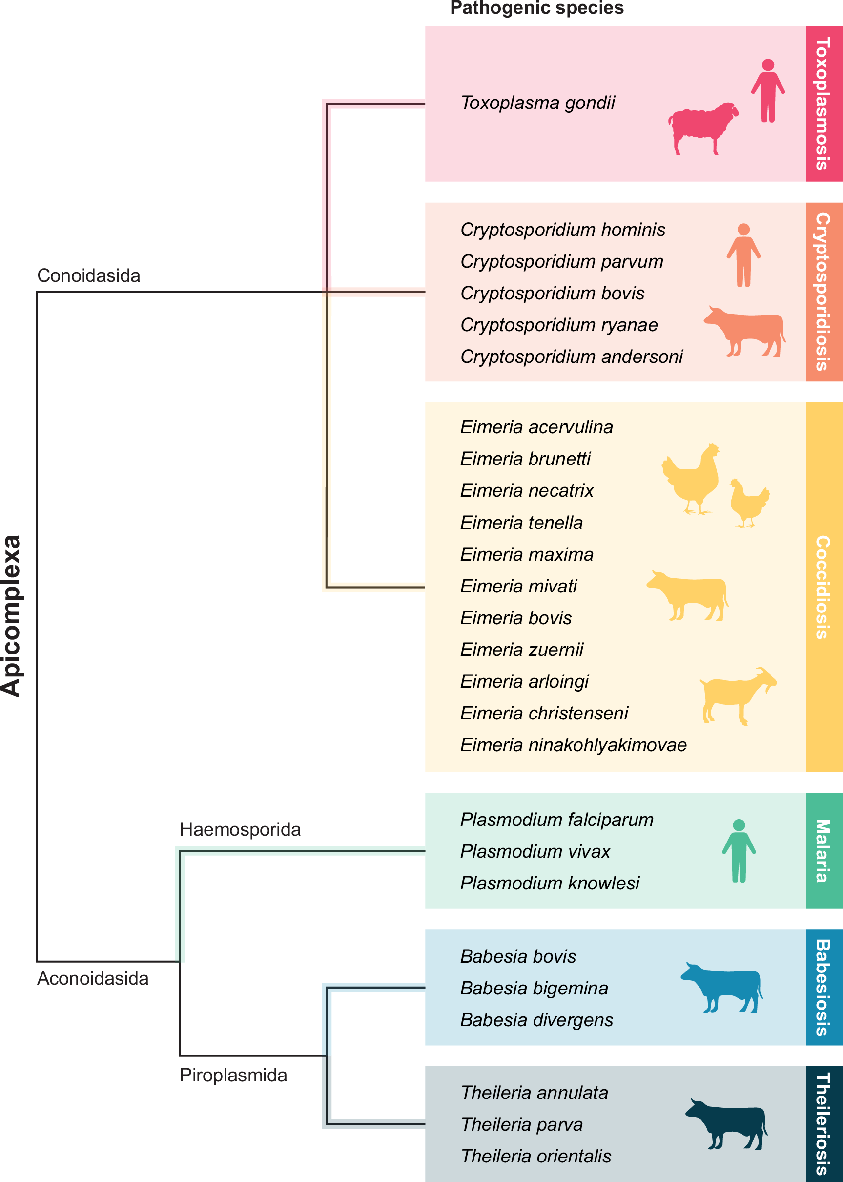 Fig. 1: Phylogenetic tree of six prevalent and pathogenic genera of apicomplexan parasites that cause disease in humans and livestock.