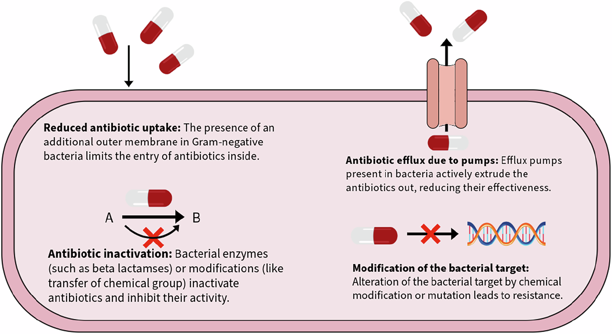 Fig. 3: Major mechanisms contributing to antibiotic resistance.