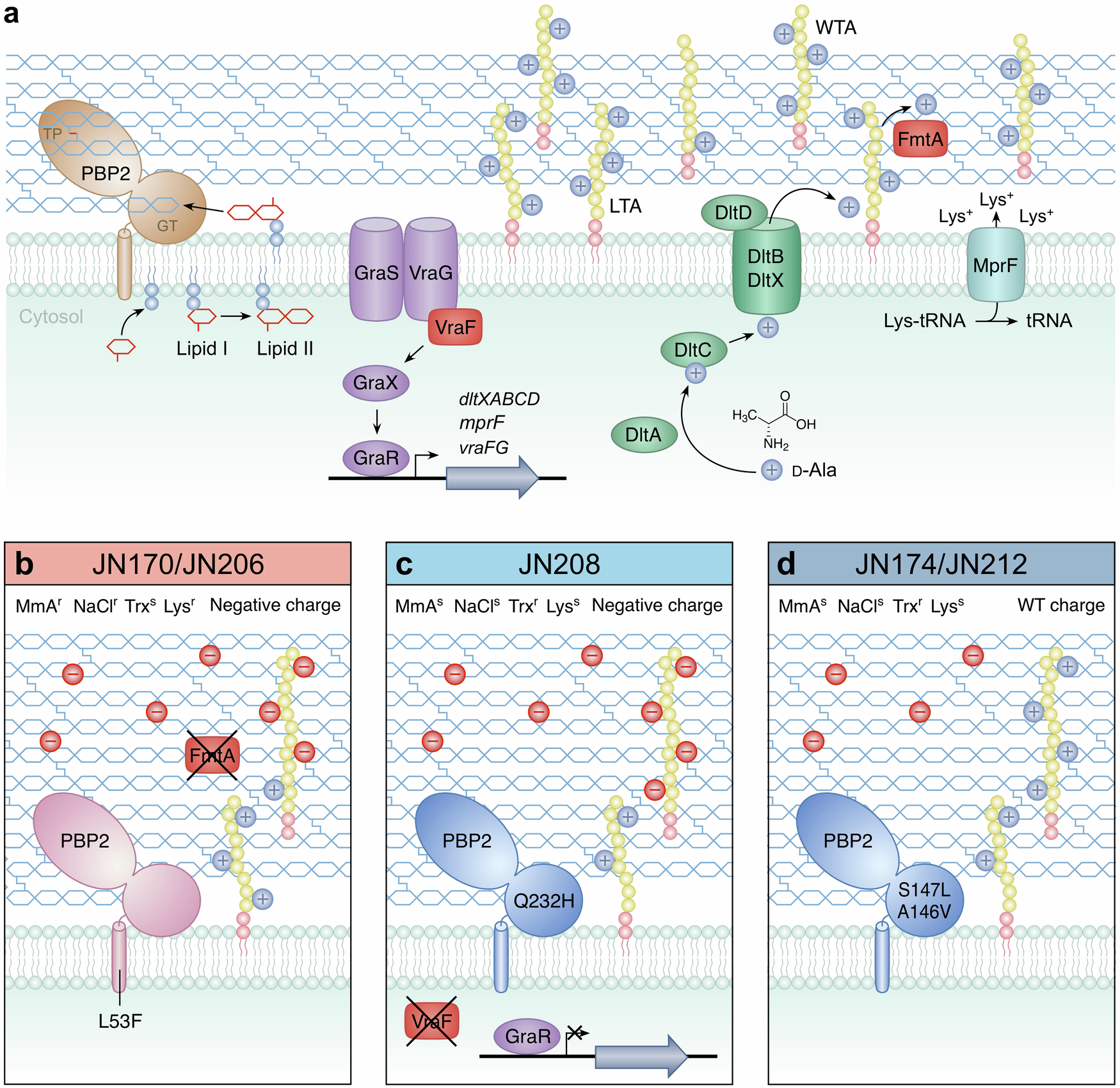 Fig. 6: Components of the S. aureus cell wall machinery associated with resistance to EDTA and DTPMP.