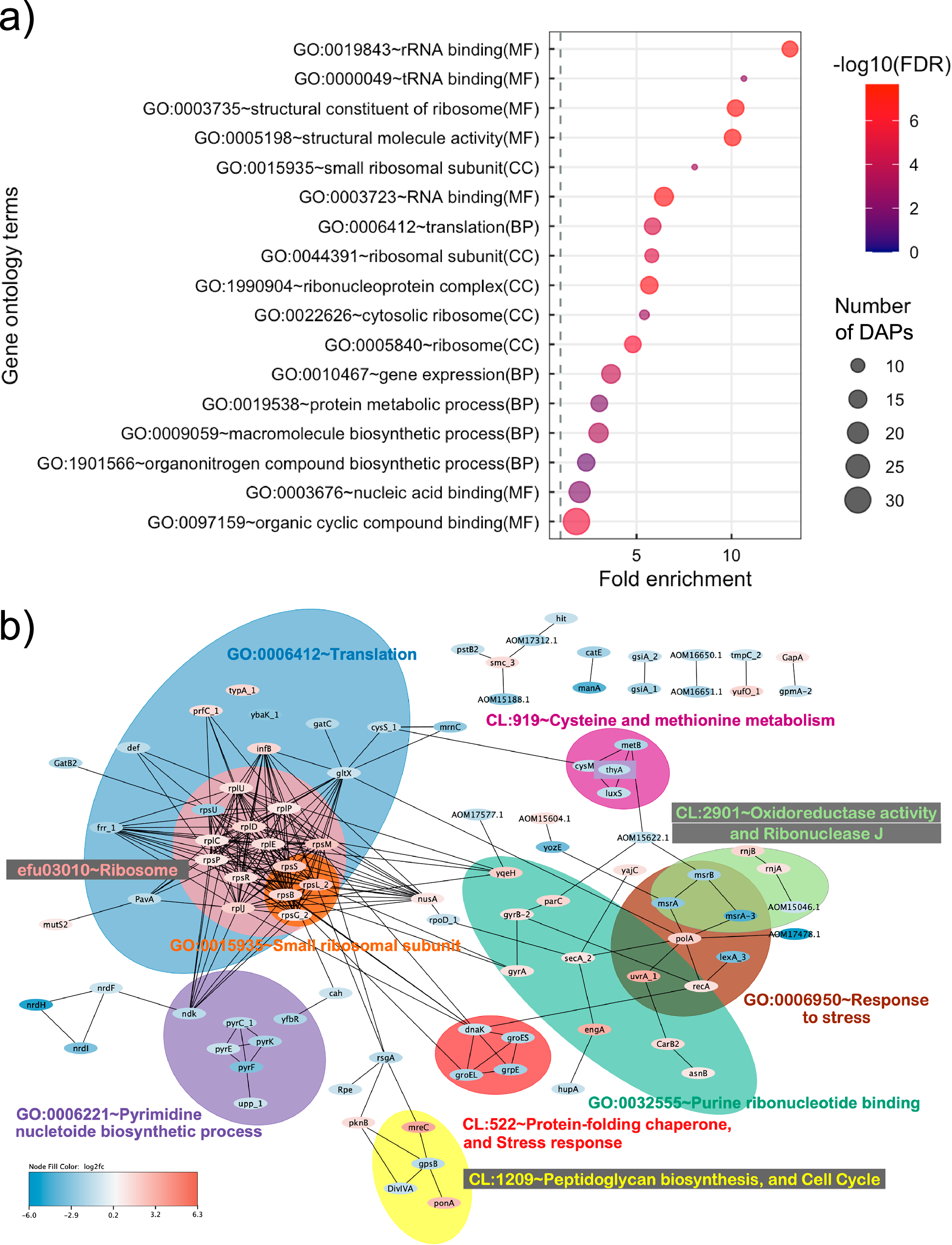 Fig. 3: Functional annotation and protein-protein interactions prediction of differentially abundant proteins (DAPs) in E. faecium NCTC13169 under sub-MIC of chloramphenicol treatment.